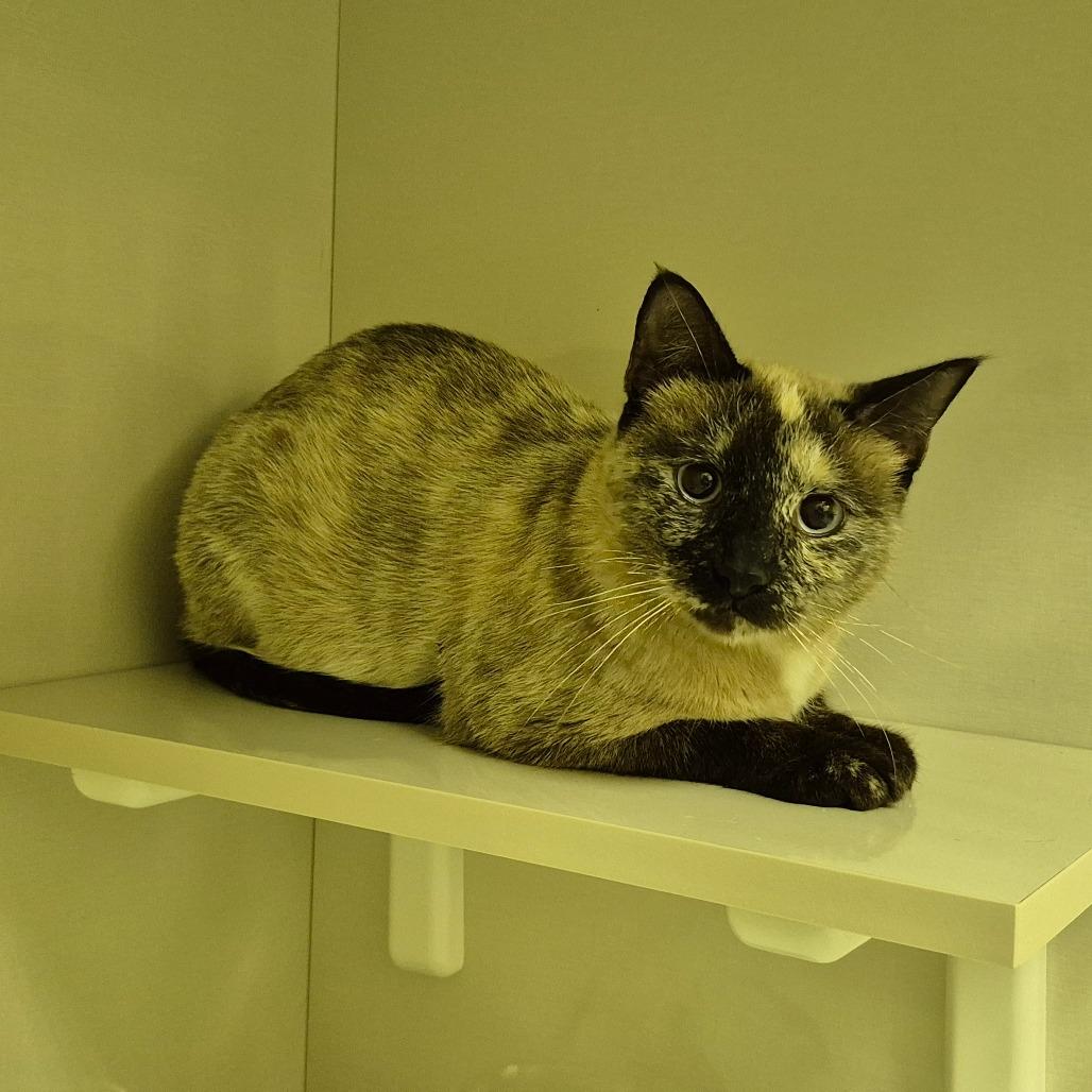 Enlarge Athena, a Adoptable mixed breed in Drumheller, AB image 1/1