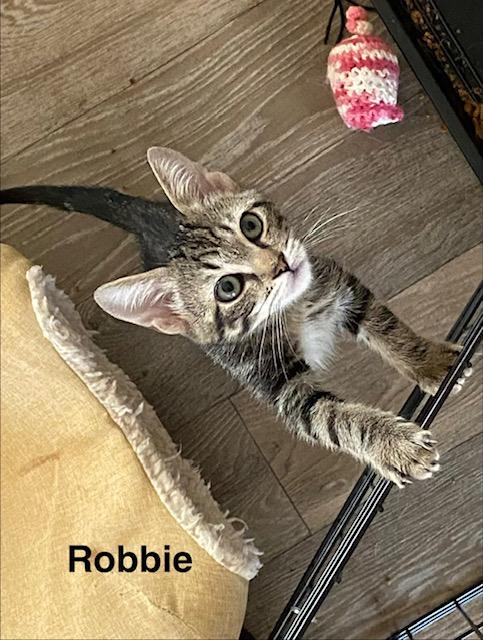 Enlarge Robbie, a Adoptable Domestic Short Hair in Gardnerville, NV image 2/6