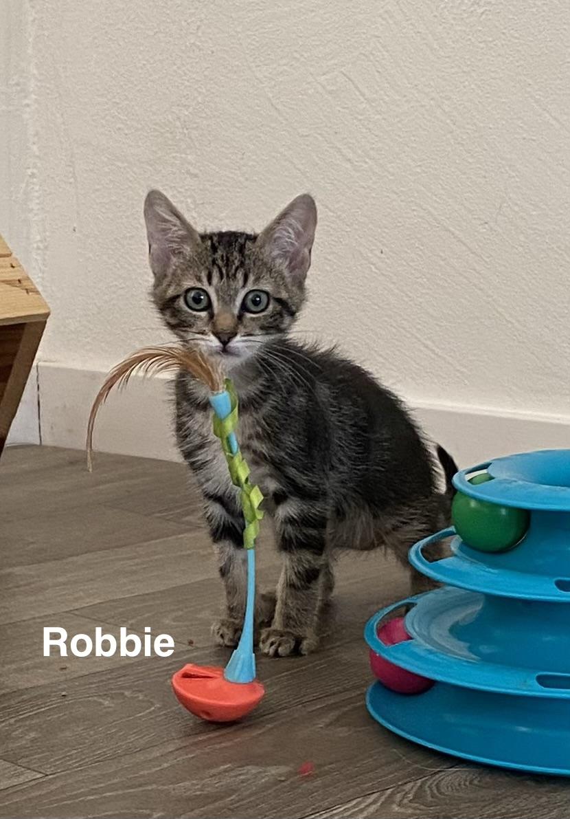 Enlarge Robbie, a Adoptable Domestic Short Hair in Gardnerville, NV image 4/6