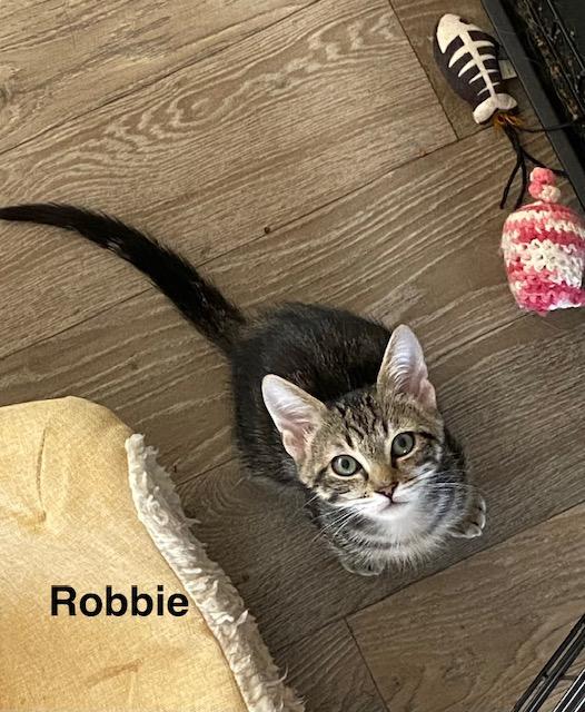 Enlarge Robbie, a Adoptable Domestic Short Hair in Gardnerville, NV image 6/6