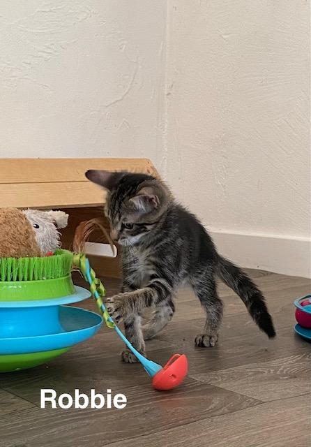 Enlarge Robbie, a Adoptable Domestic Short Hair in Gardnerville, NV image 5/6