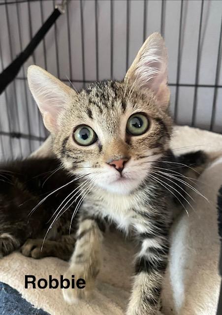 Robbie, Adoptable, Kitten Male Domestic Short Hair.
