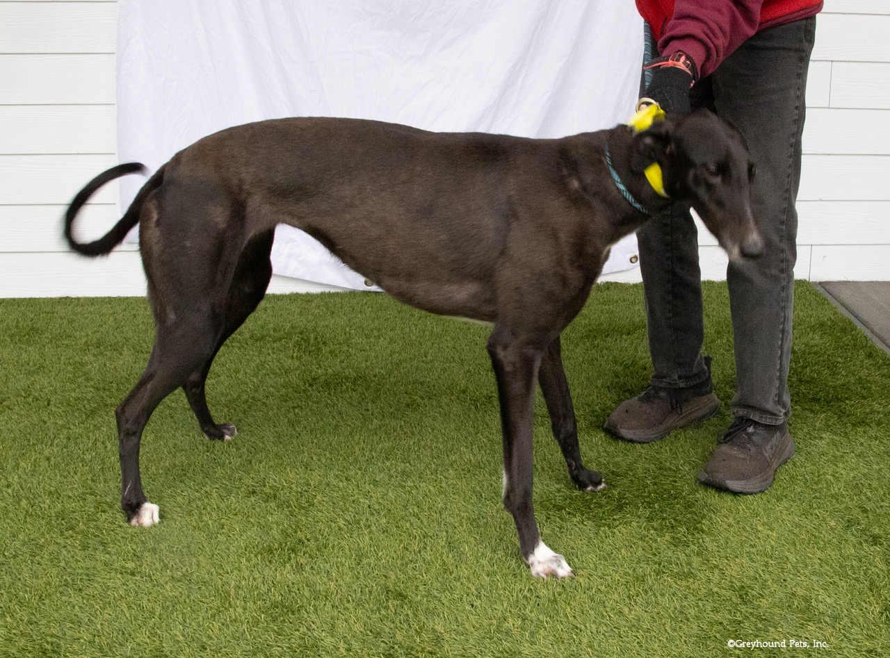 Winnie, Adopted, Adult Female Greyhound.