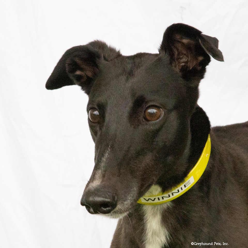 Enlarge Winnie, a Adopted Greyhound in Woodinville, WA image 2/2