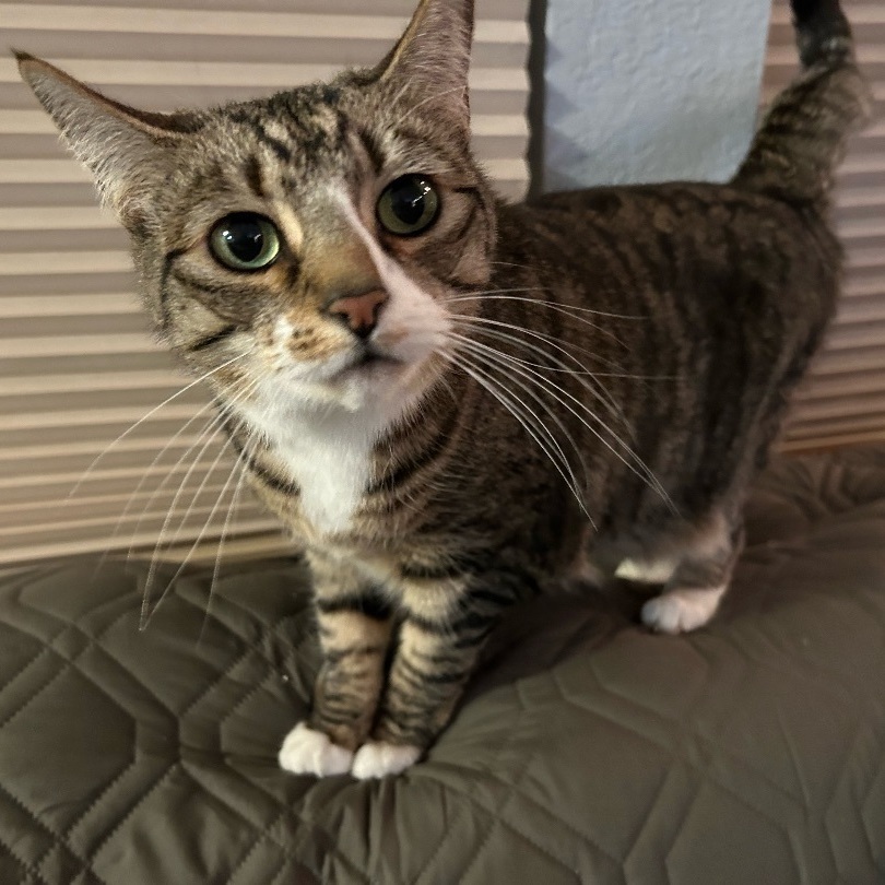 Amelia - Purrfect Cat!