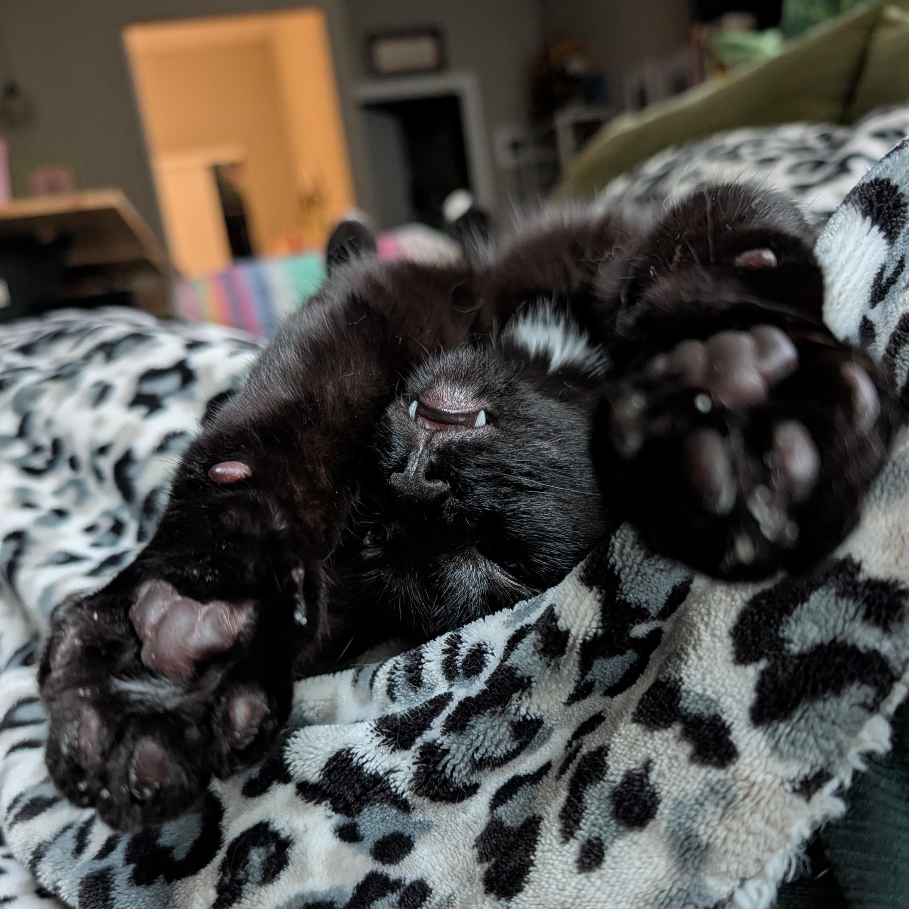 Enlarge Indy, a ADOPTABLE Domestic Short Hair in Portland, OR image 4/6