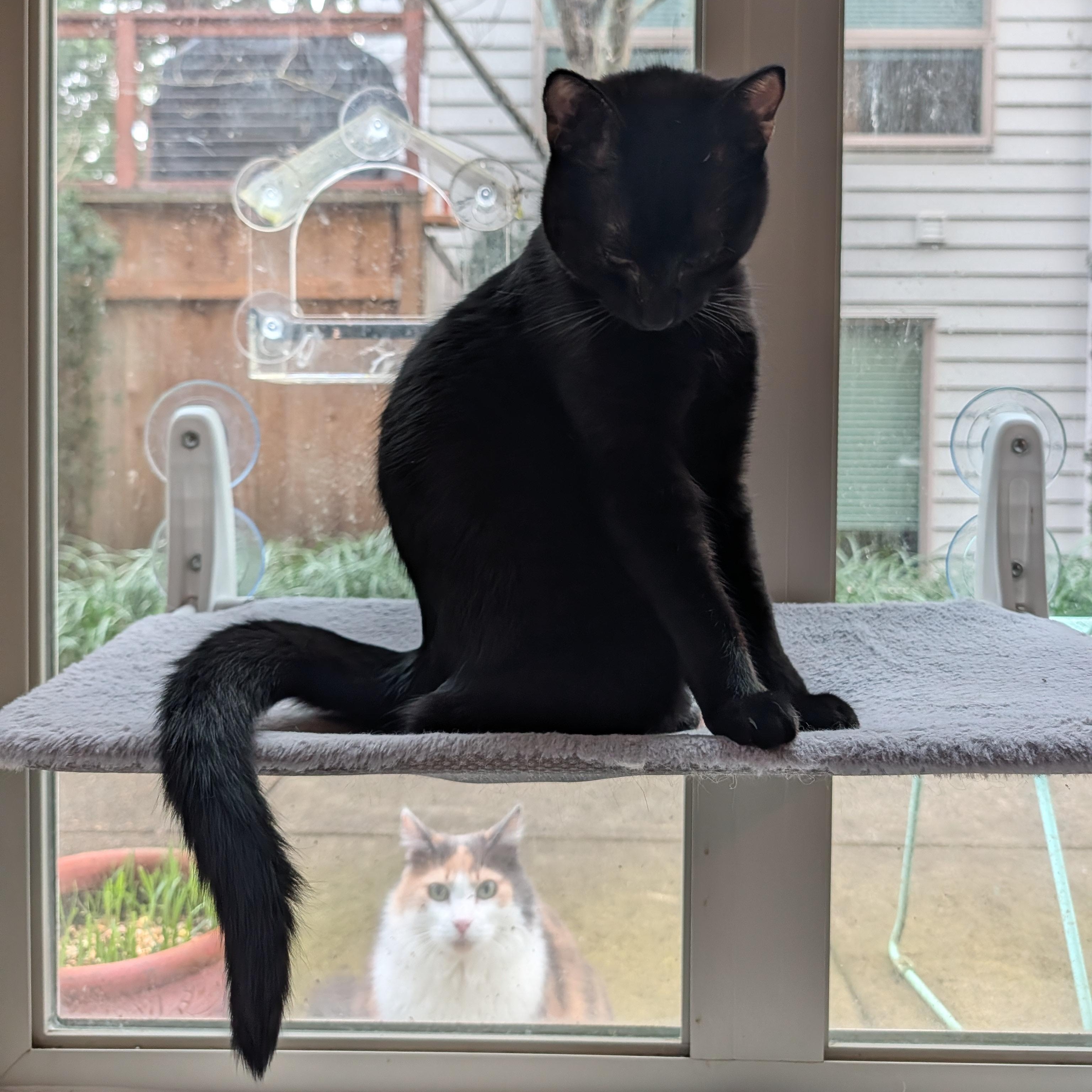 Enlarge Indy, a ADOPTABLE Domestic Short Hair in Portland, OR image 5/6