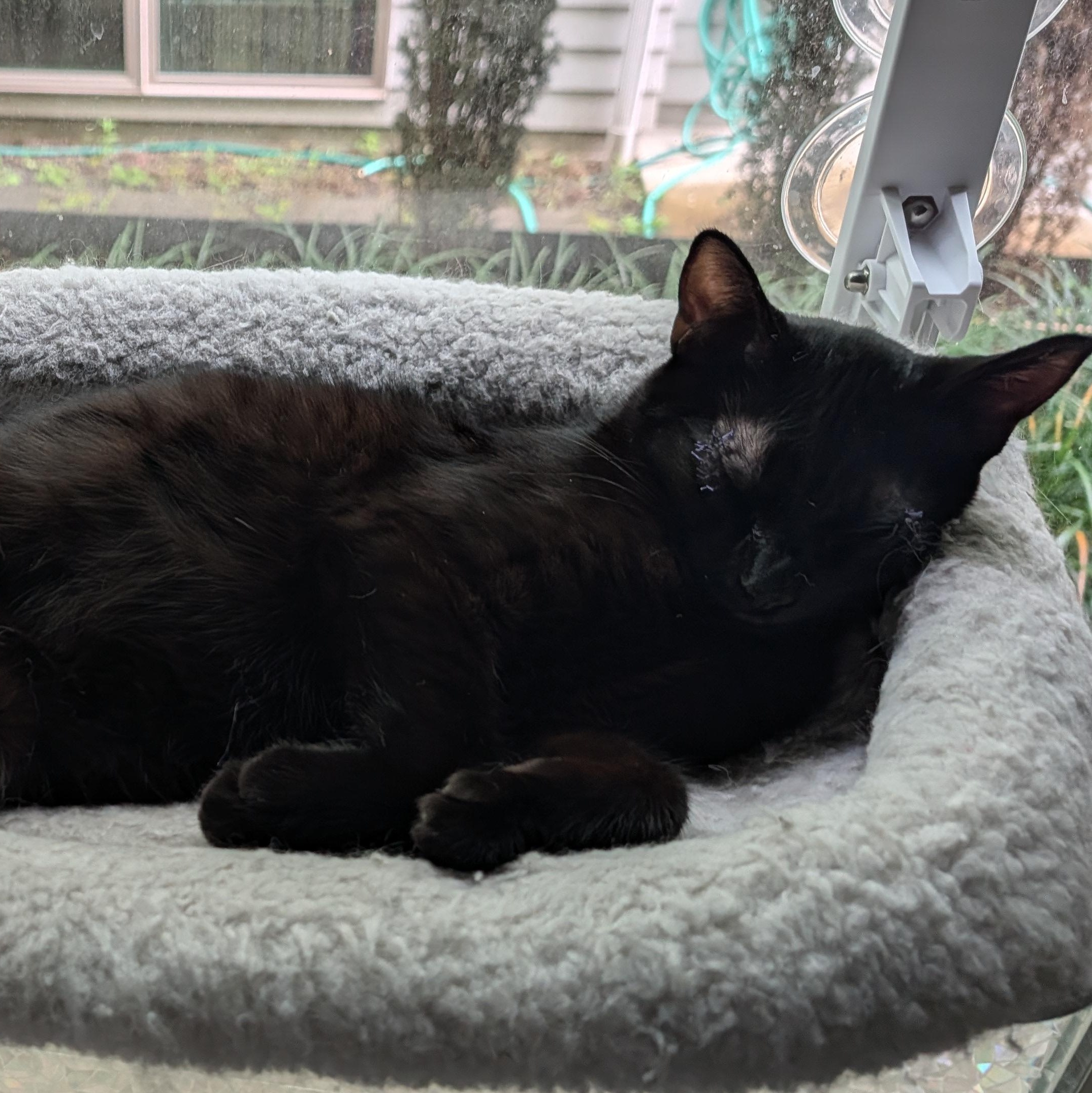 Enlarge Indy, a ADOPTABLE Domestic Short Hair in Portland, OR image 6/6