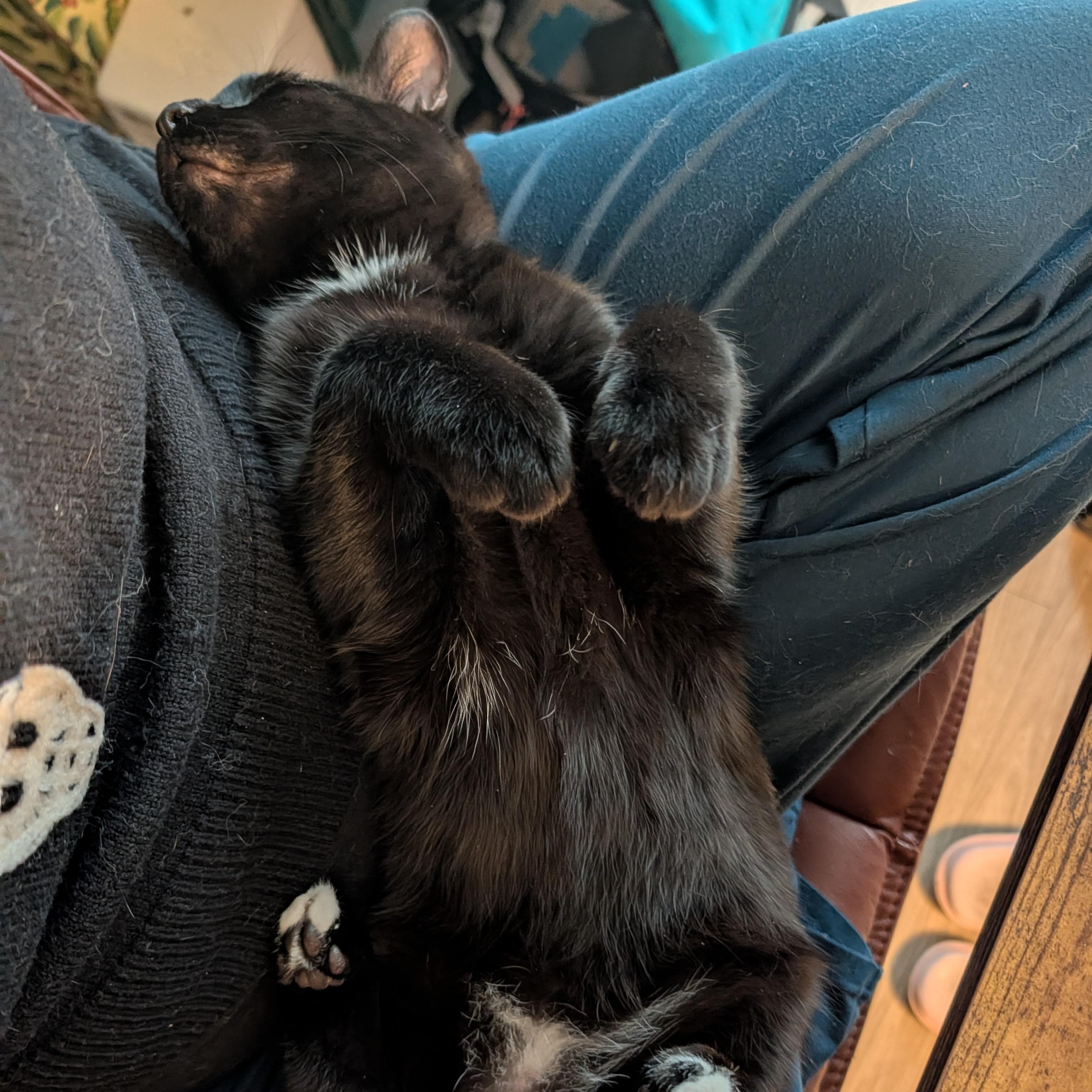 Enlarge Indy, a ADOPTABLE Domestic Short Hair in Portland, OR image 1/6