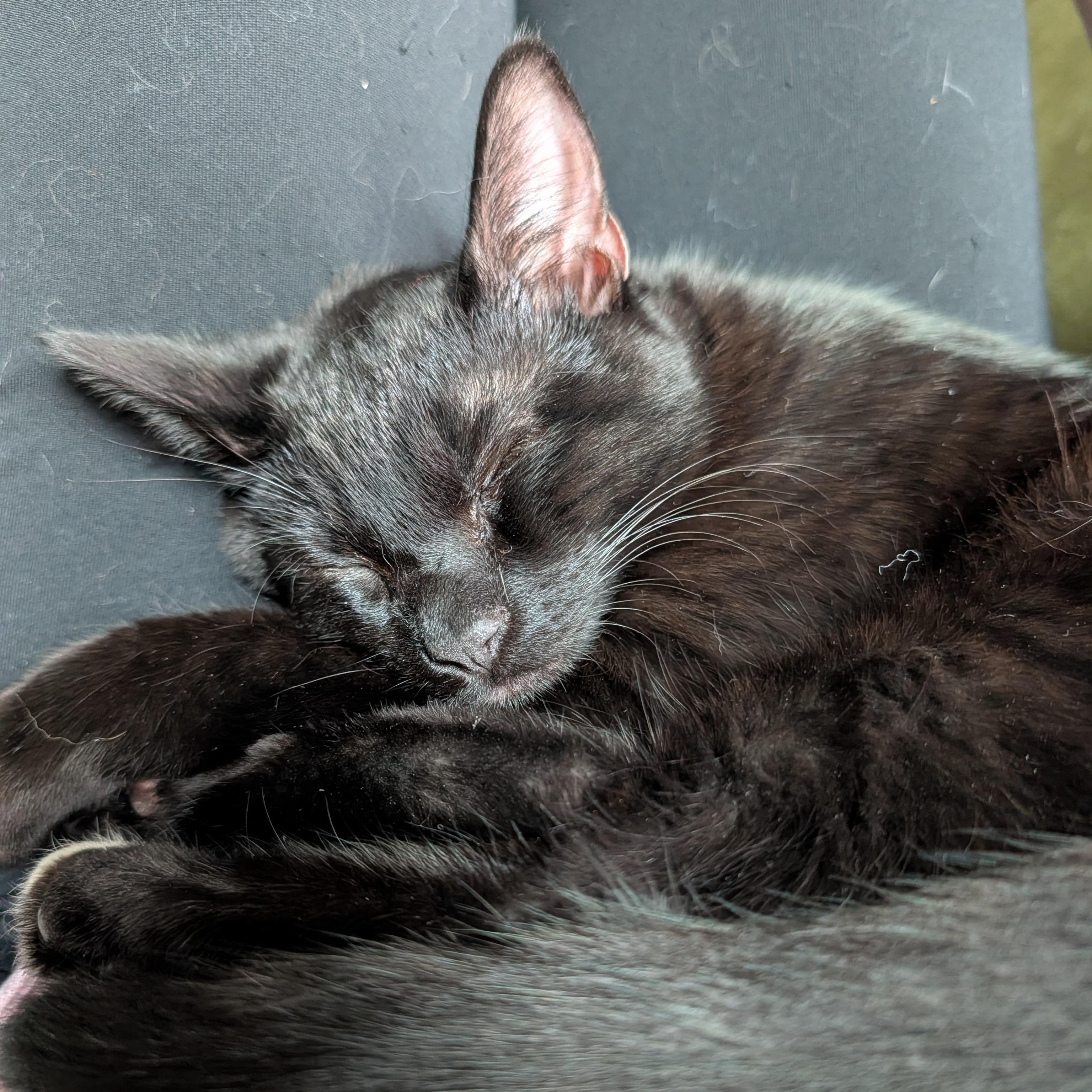 Enlarge Indy, a ADOPTABLE Domestic Short Hair in Portland, OR image 3/6