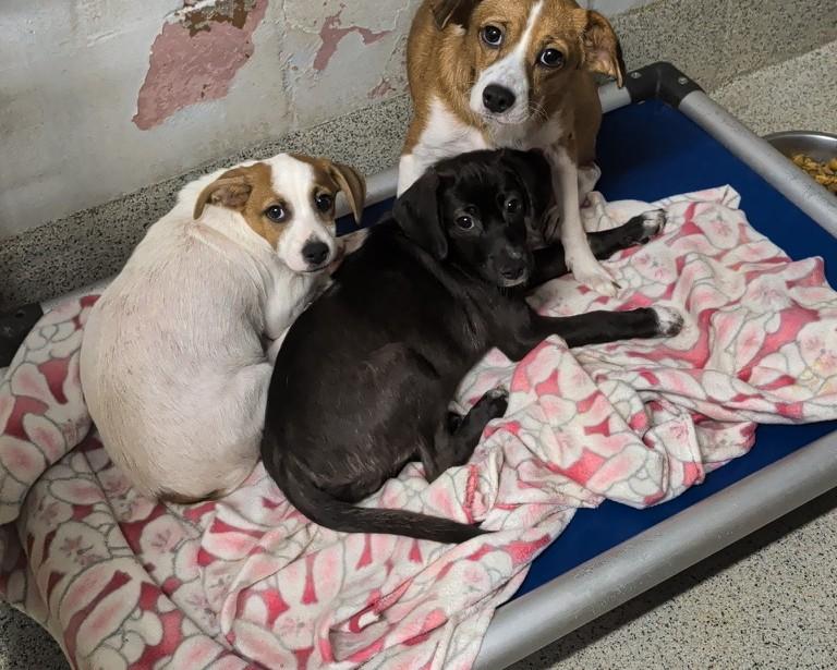 Enlarge Lovely, a Adopted mixed breed in Petersburg, VA image 6/6