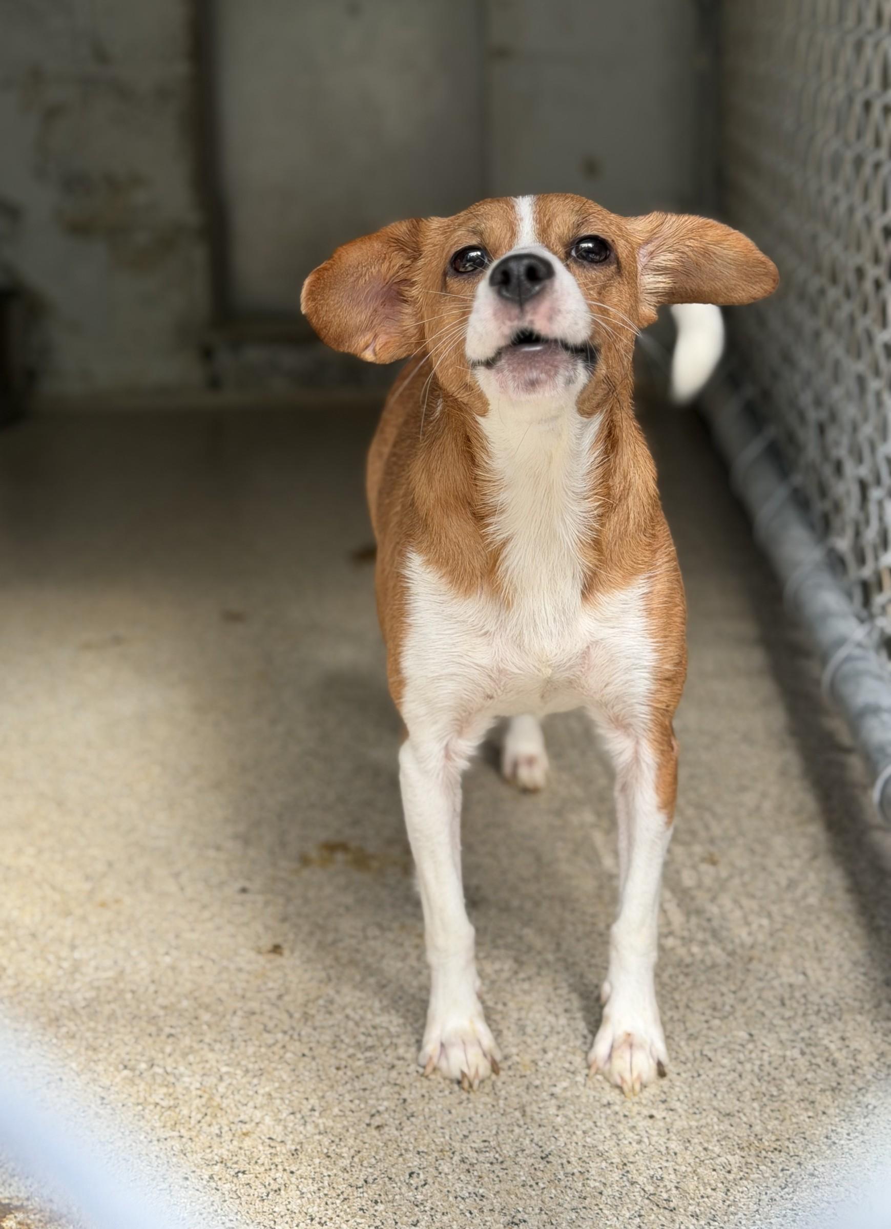 Enlarge Lovely, a Adopted mixed breed in Petersburg, VA image 5/6
