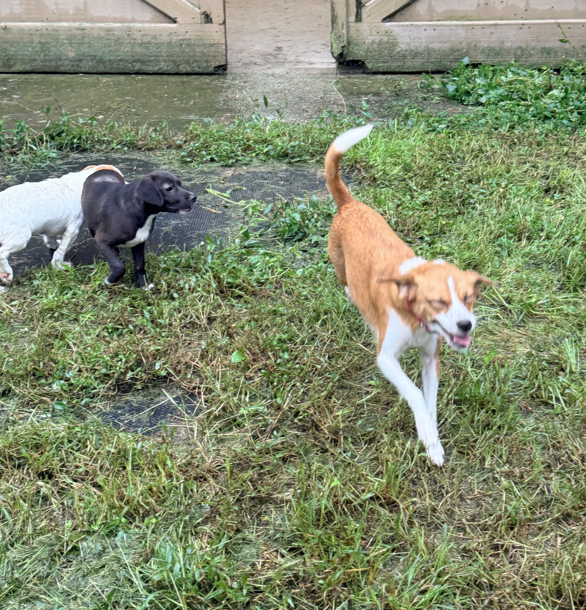 Enlarge Lovely, a Adopted mixed breed in Petersburg, VA image 4/6