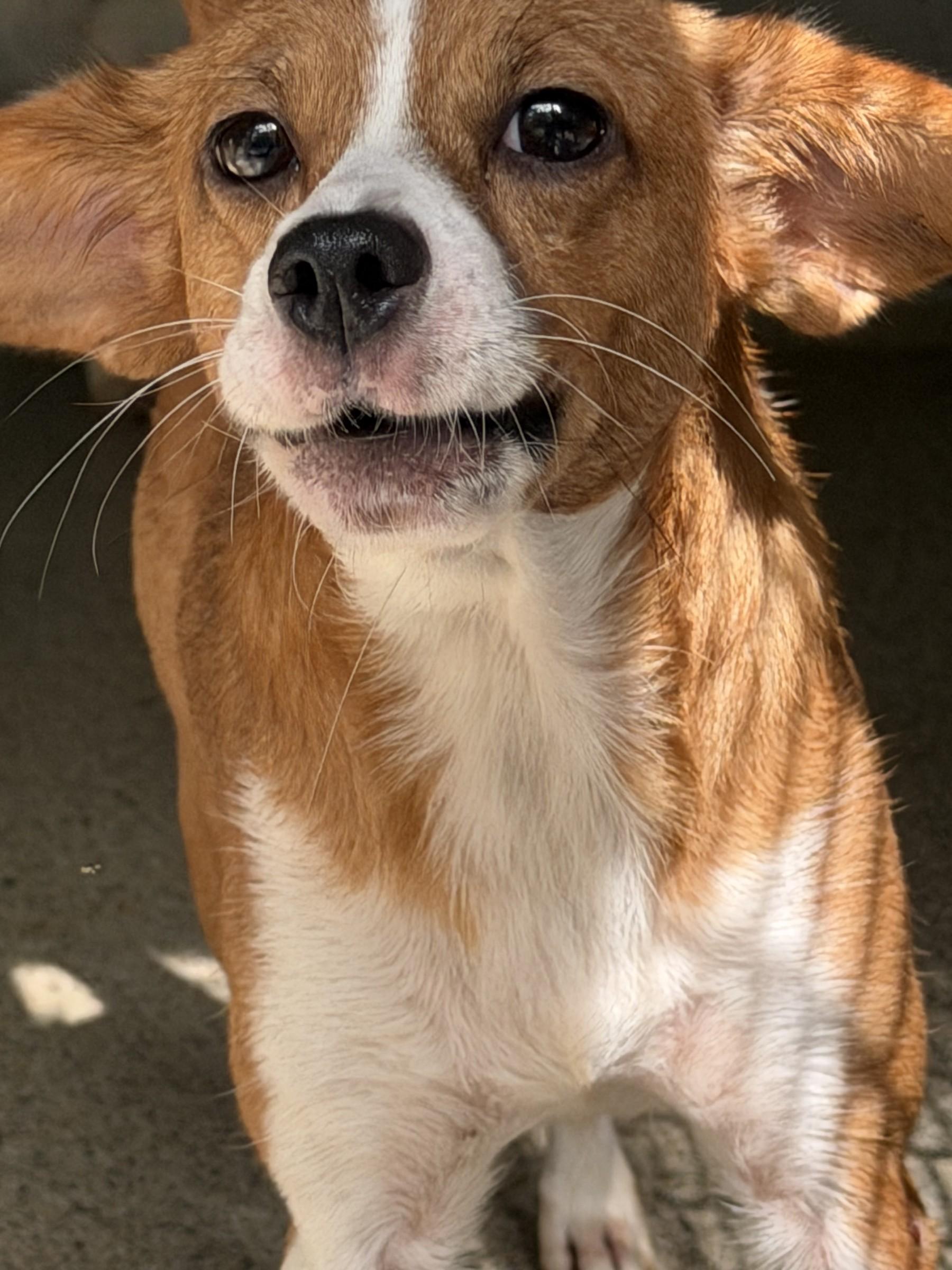 Enlarge Lovely, a Adopted mixed breed in Petersburg, VA image 3/6