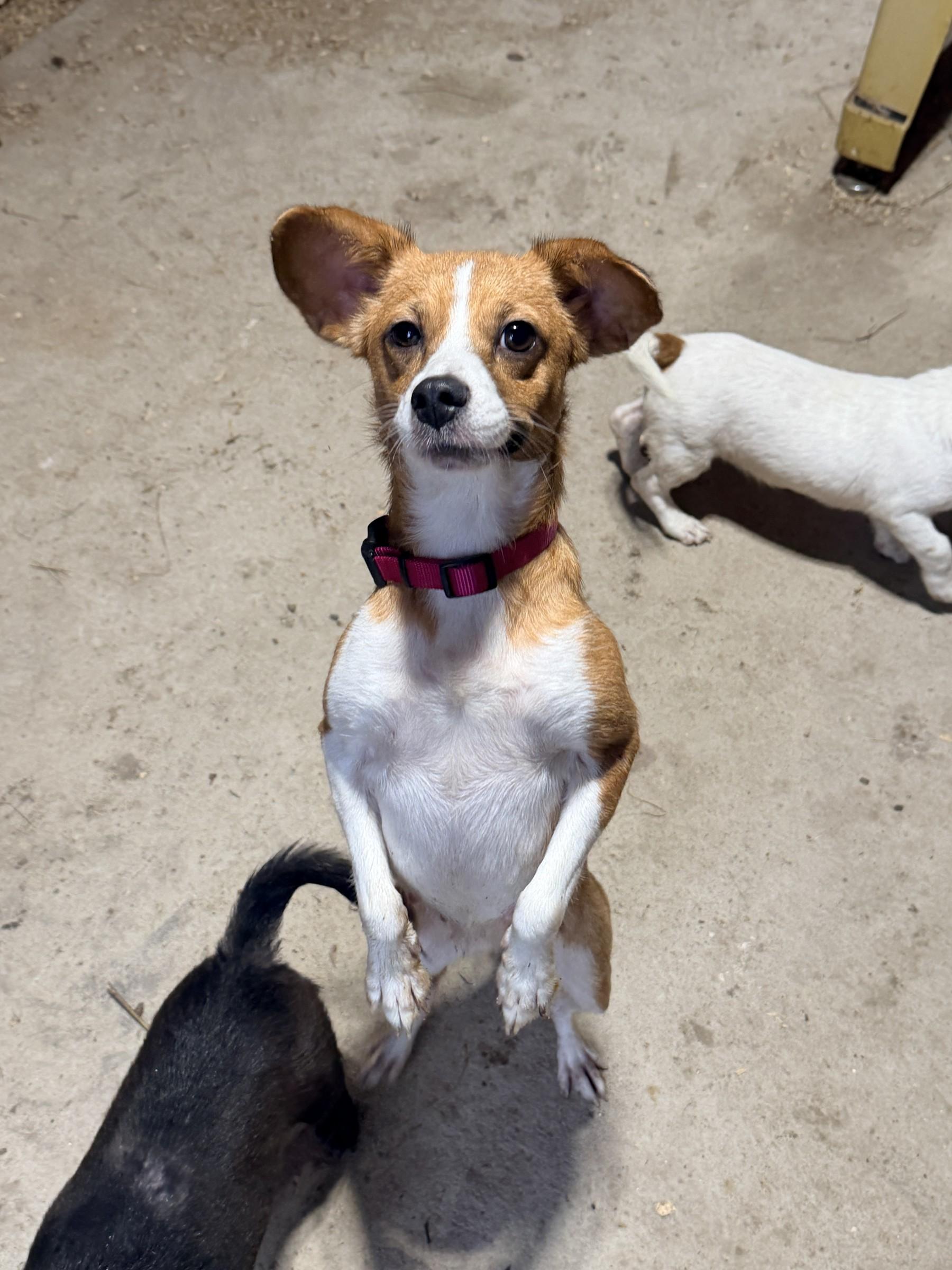 Enlarge Lovely, a Adopted mixed breed in Petersburg, VA image 2/6