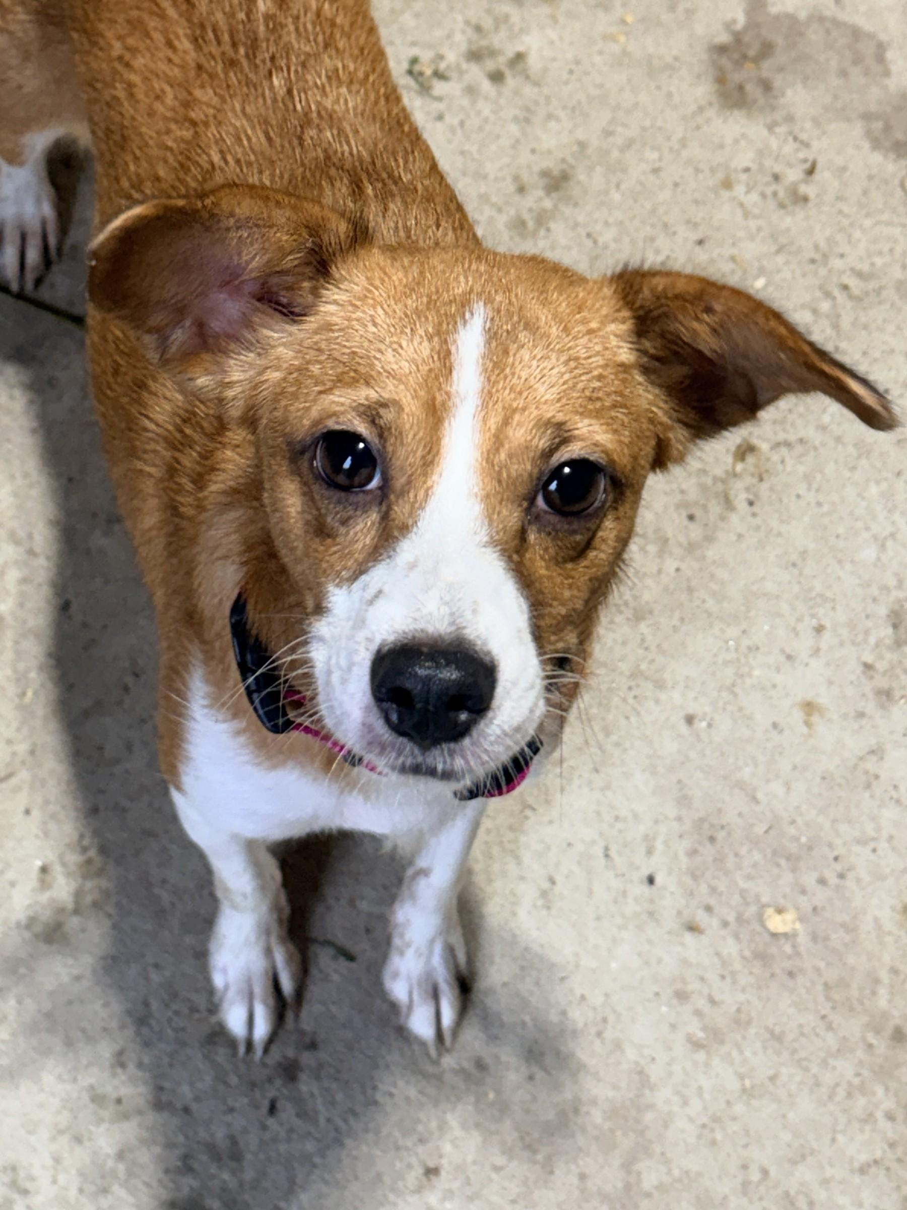 Lovely, Adopted, Adult Female Rat Terrier.