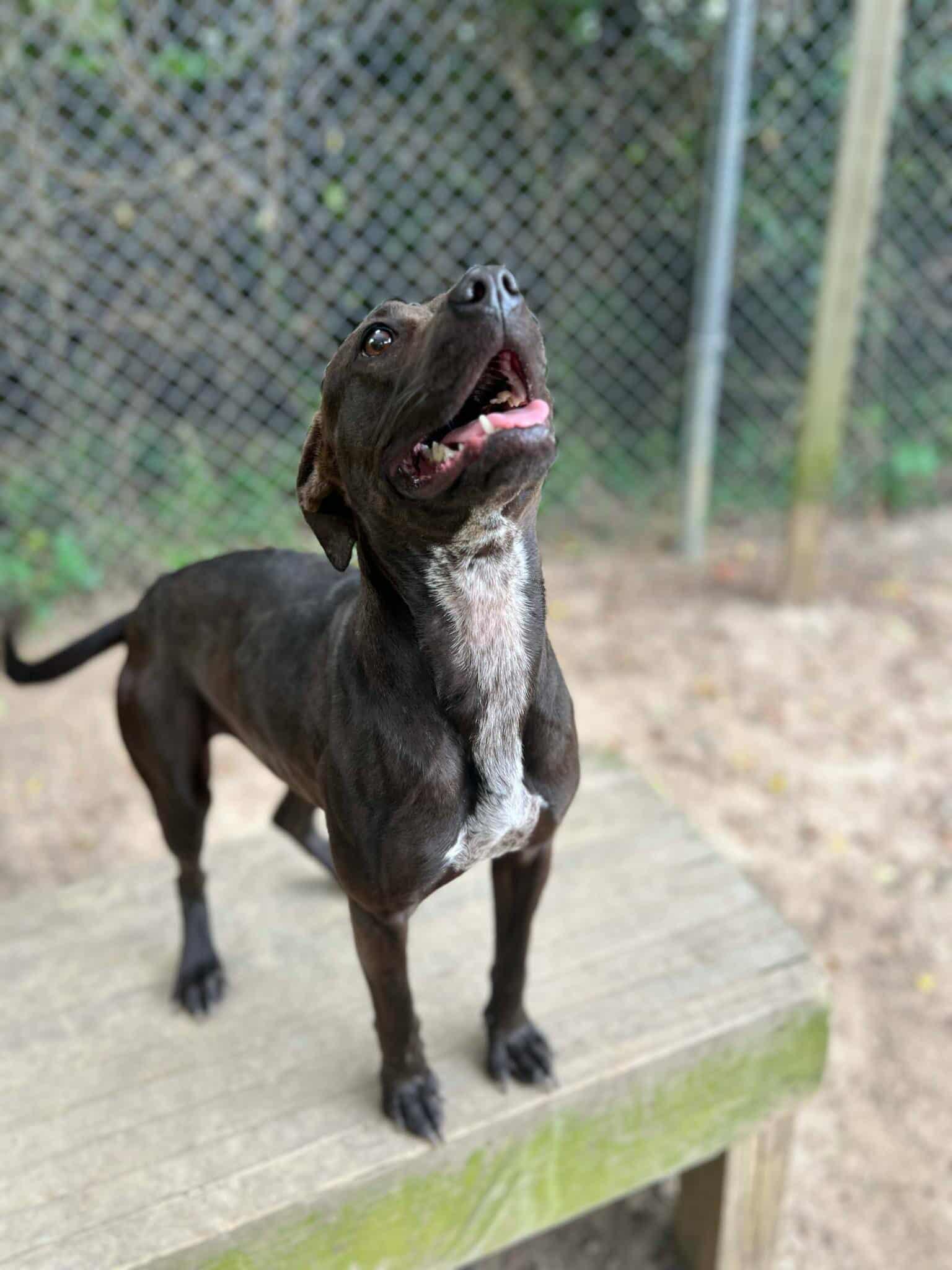 Bugs, Adoptable, Young Female Labrador Retriever.