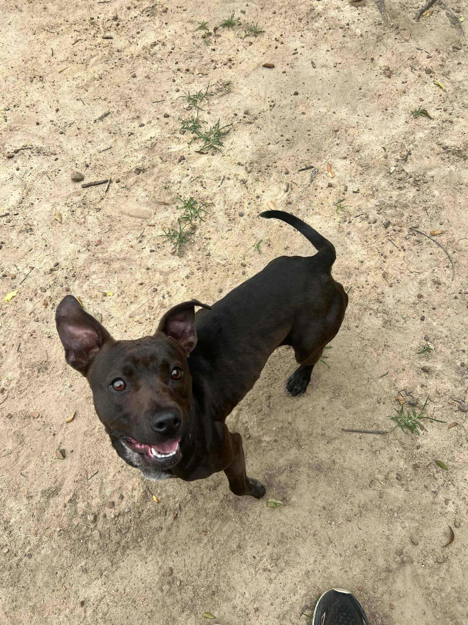 Enlarge Bugs, a Adoptable Labrador Retriever in Orangeburg, SC image 3/3