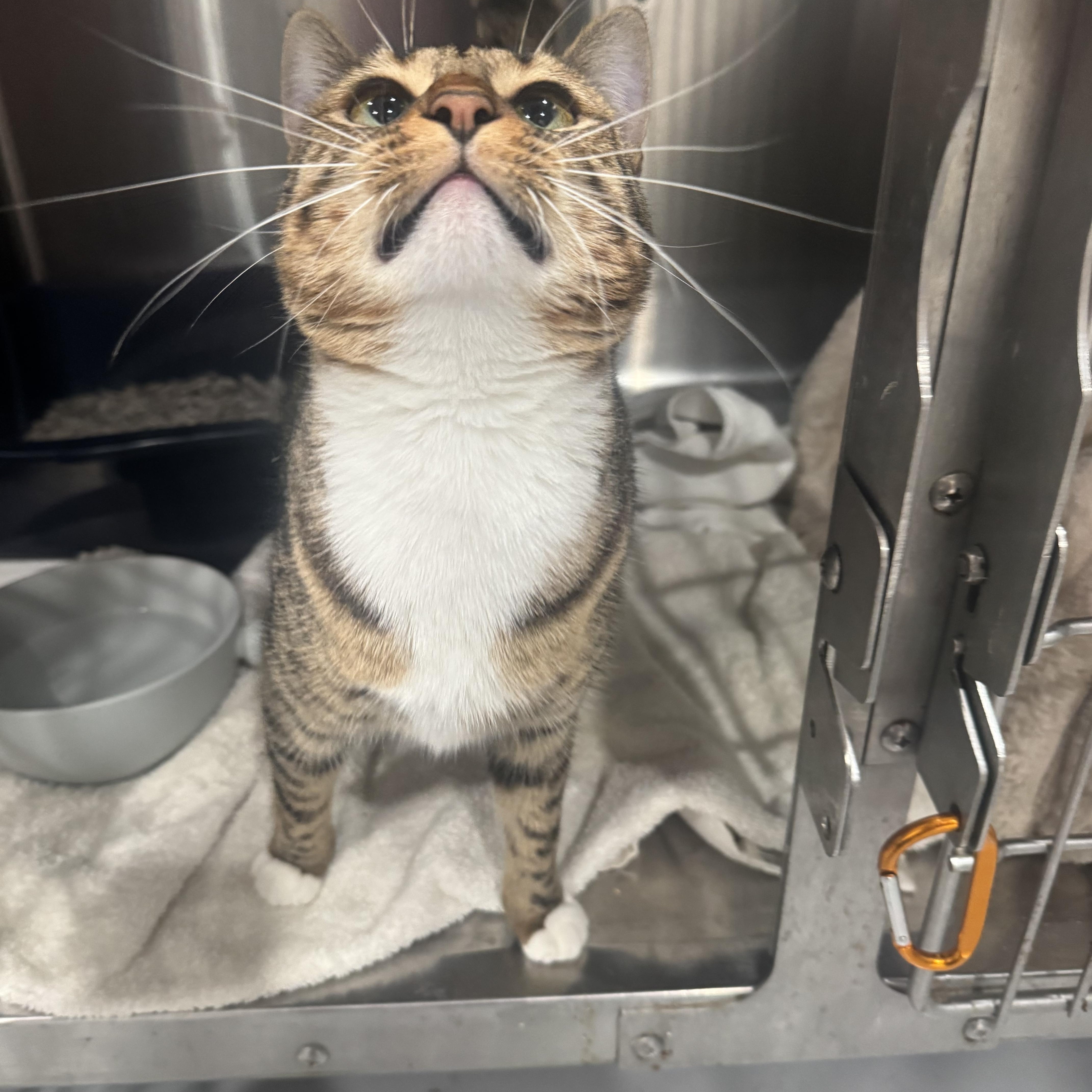 Enlarge CeCe, a Adoptable Domestic Short Hair in Marina del Rey, CA image 3/6