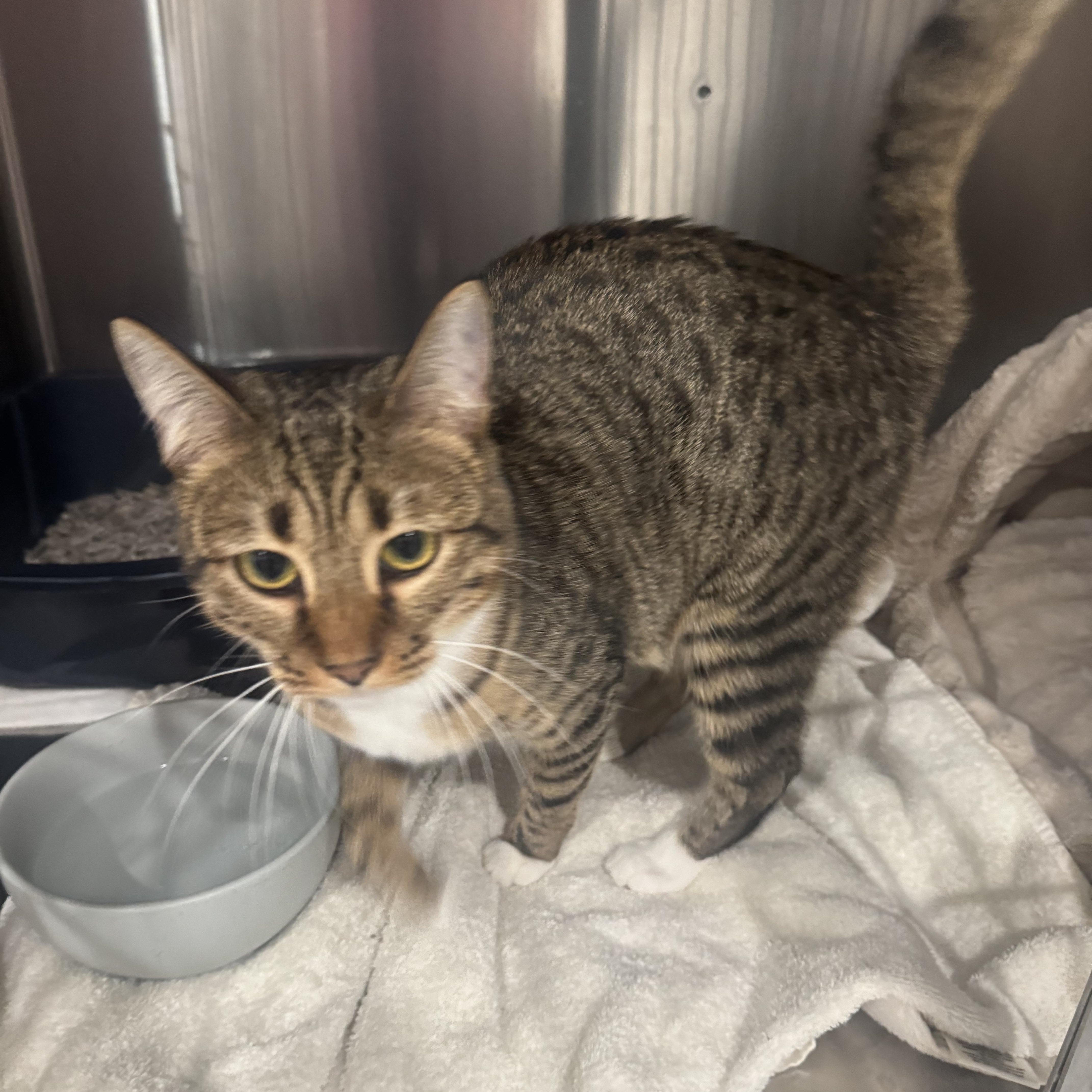 Enlarge CeCe, a Adoptable Domestic Short Hair in Marina del Rey, CA image 2/6