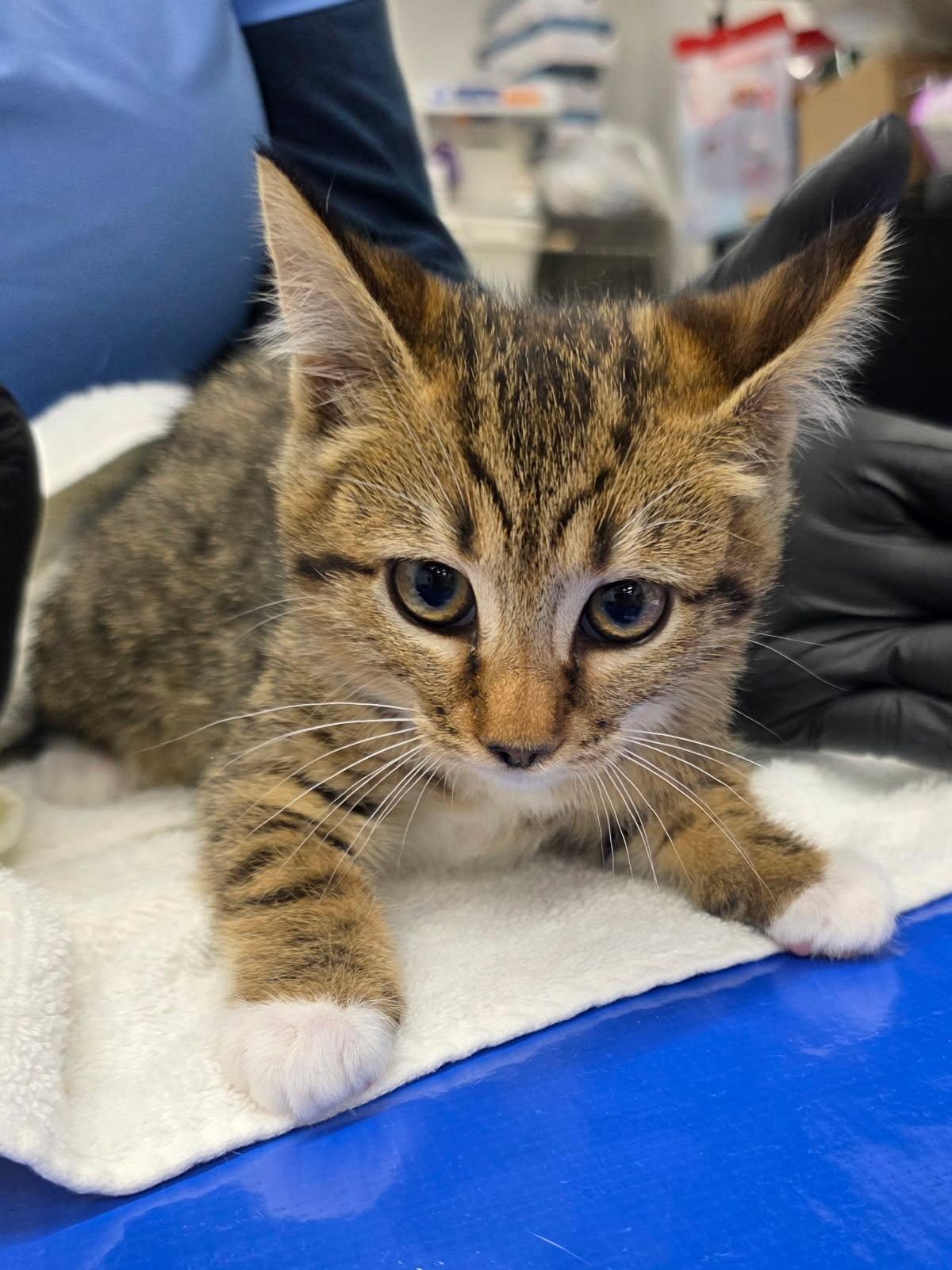 Enlarge CeCe, a Adoptable Domestic Short Hair in Marina del Rey, CA image 6/6