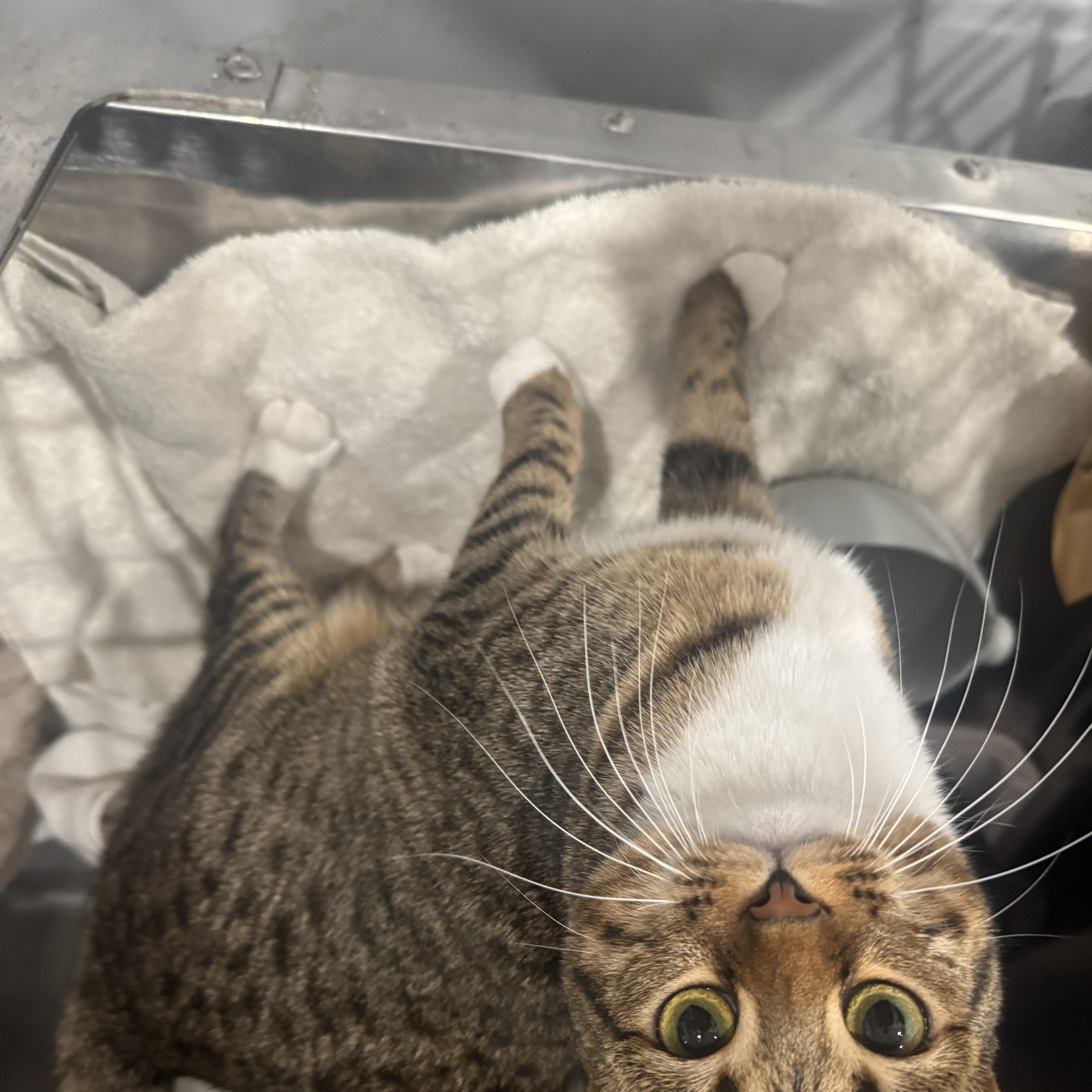 Enlarge CeCe, a Adoptable Domestic Short Hair in Marina del Rey, CA image 4/6