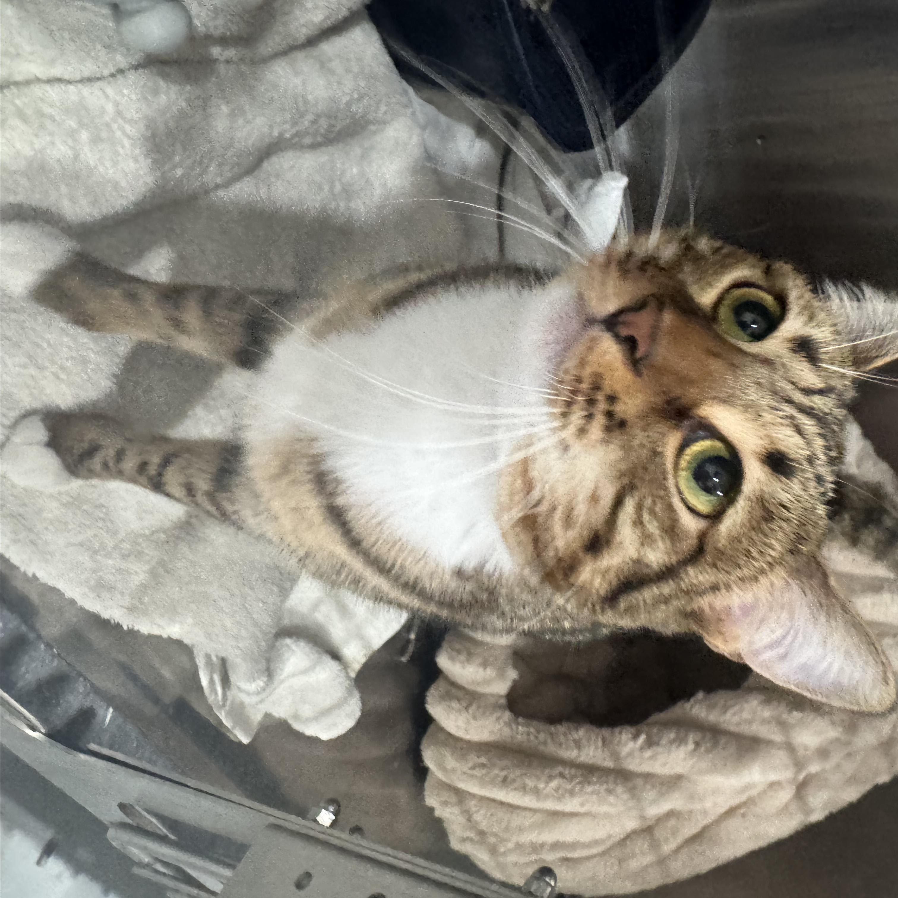 Enlarge CeCe, a Adoptable Domestic Short Hair in Marina del Rey, CA image 5/6