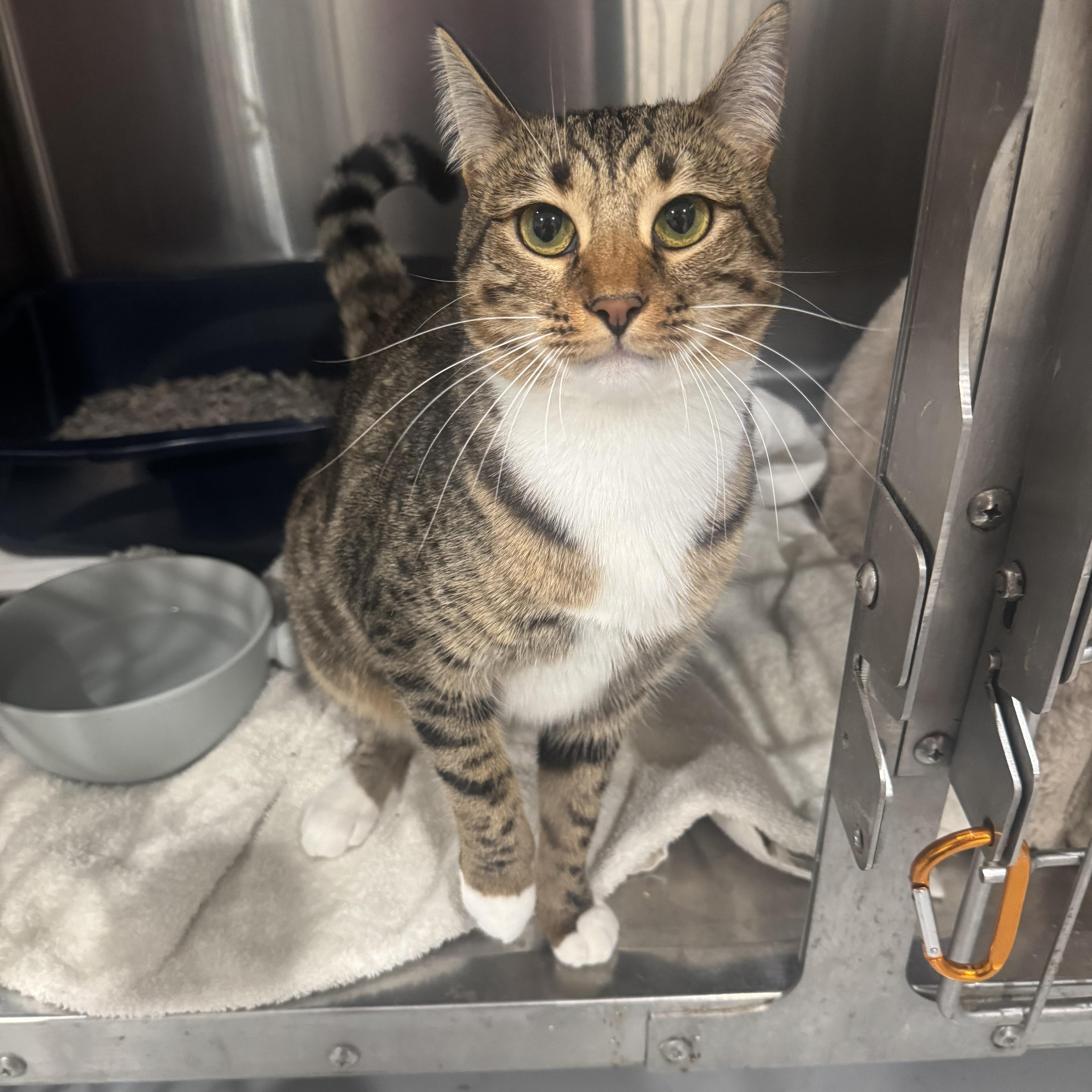 CeCe, Adoptable, Young Female Domestic Short Hair.