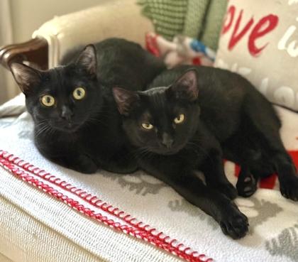 Rosie, Adoptable, Kitten Female Domestic Short Hair & Domestic Short Hair.