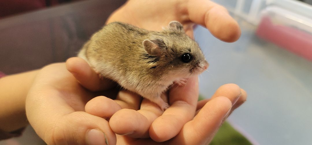 Edward, an adopted Dwarf Hamster in Poughkeepsie, NY_image-1