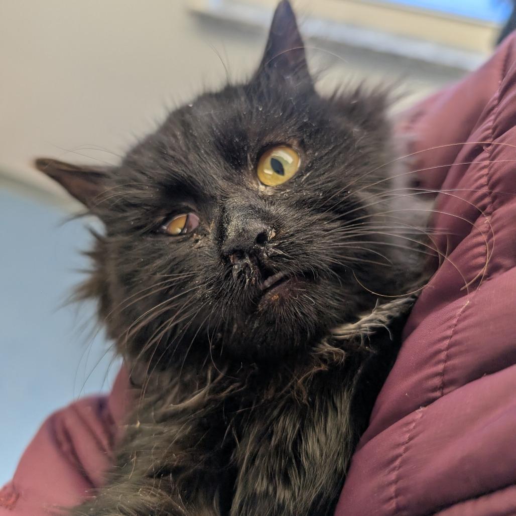 Enlarge Amber, a Adoptable Domestic Long Hair in Watertown, NY image 1/1