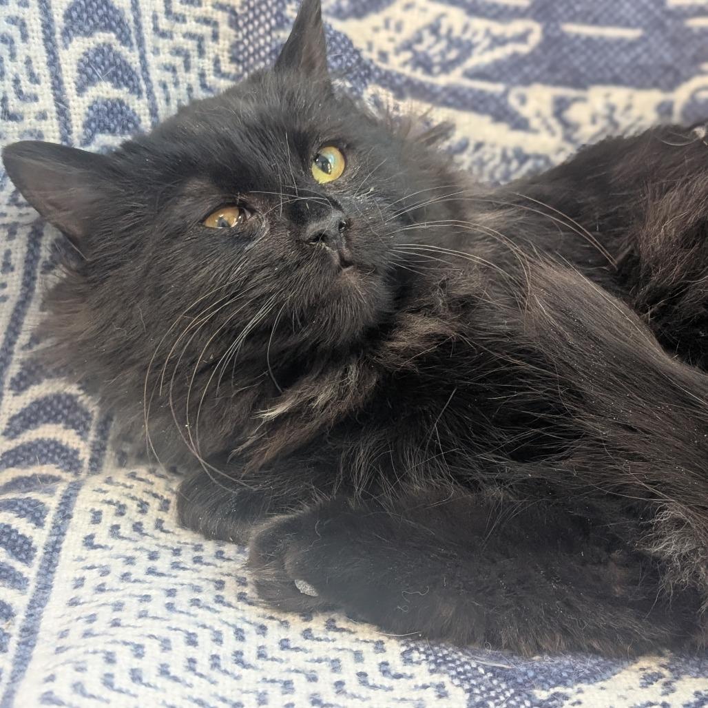 Enlarge Amber, a Adoptable Domestic Long Hair in Watertown, NY image 2/2