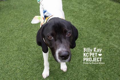 Enlarge Billy Ray, a Adoptable mixed breed in Kansas City, MO image 1/3