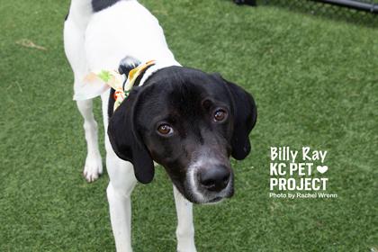 Enlarge Billy Ray, a Adoptable mixed breed in Kansas City, MO image 2/3