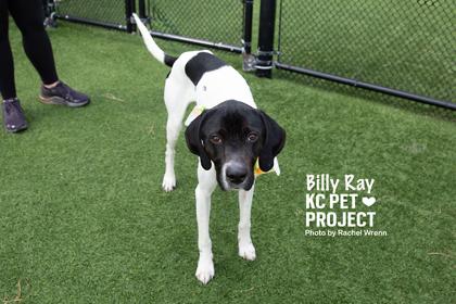 Enlarge Billy Ray, a Adoptable mixed breed in Kansas City, MO image 3/3
