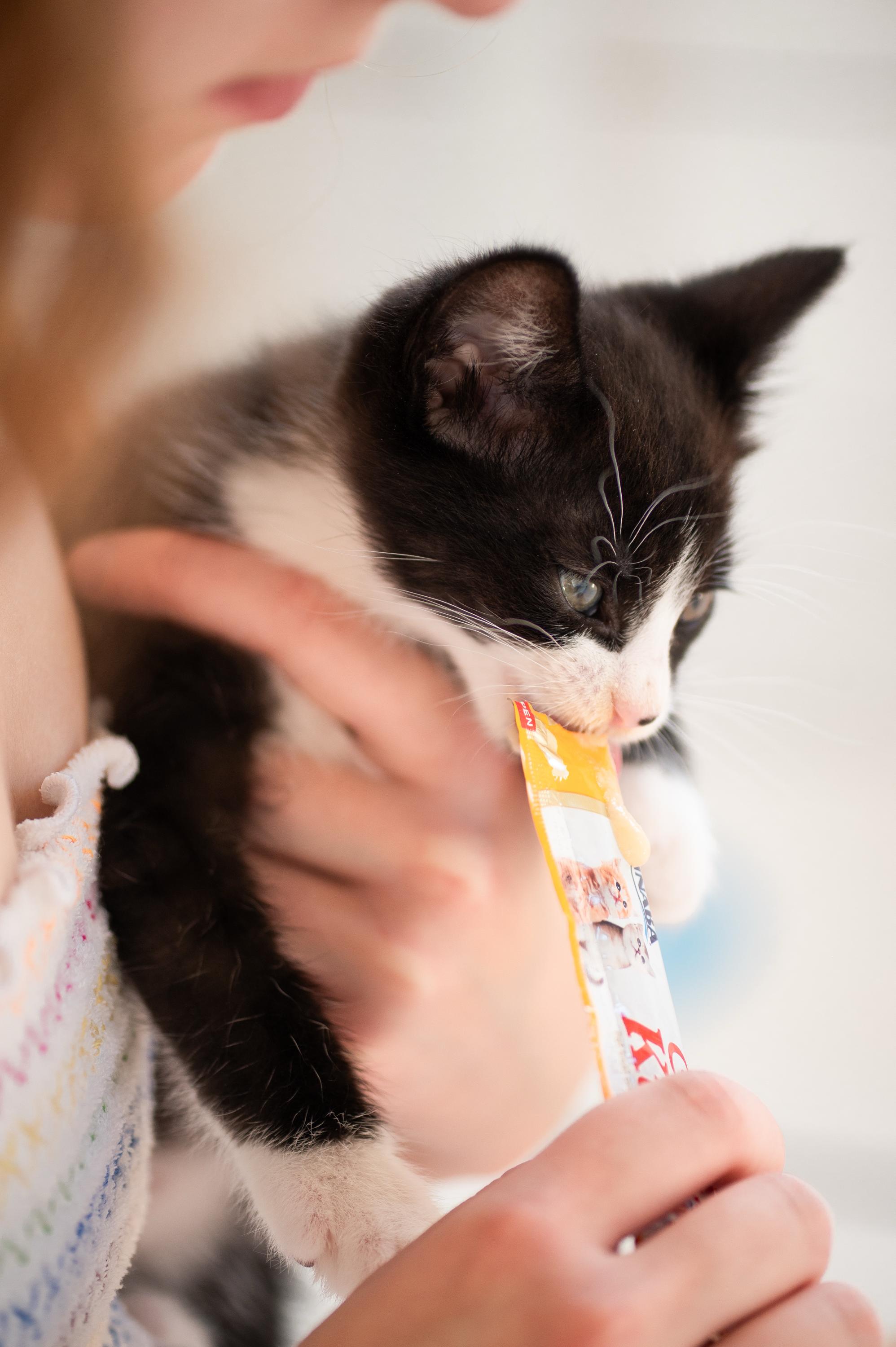 Apple Fritter and Johnny Cake