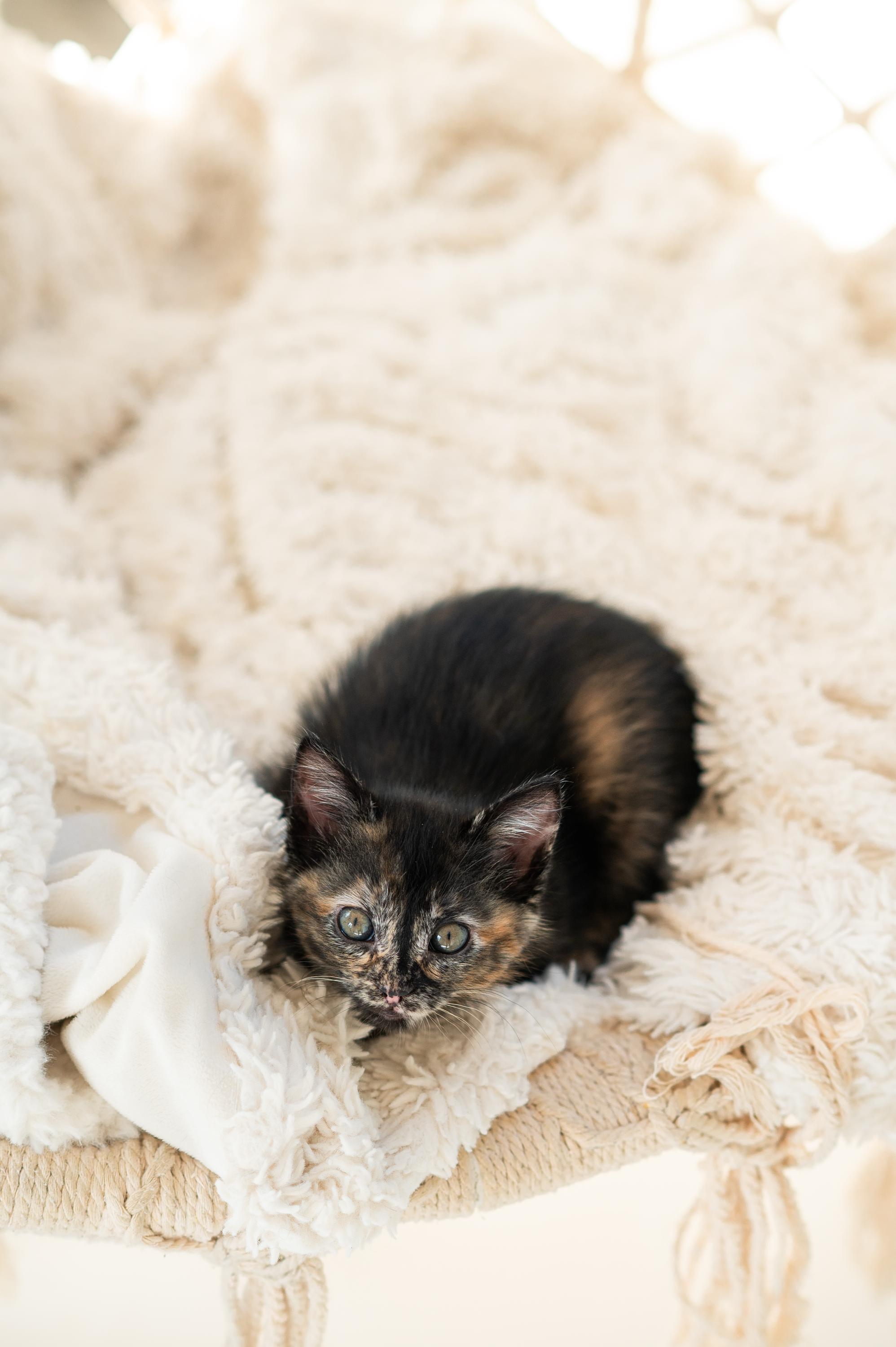 Apple Fritter and Johnny Cake