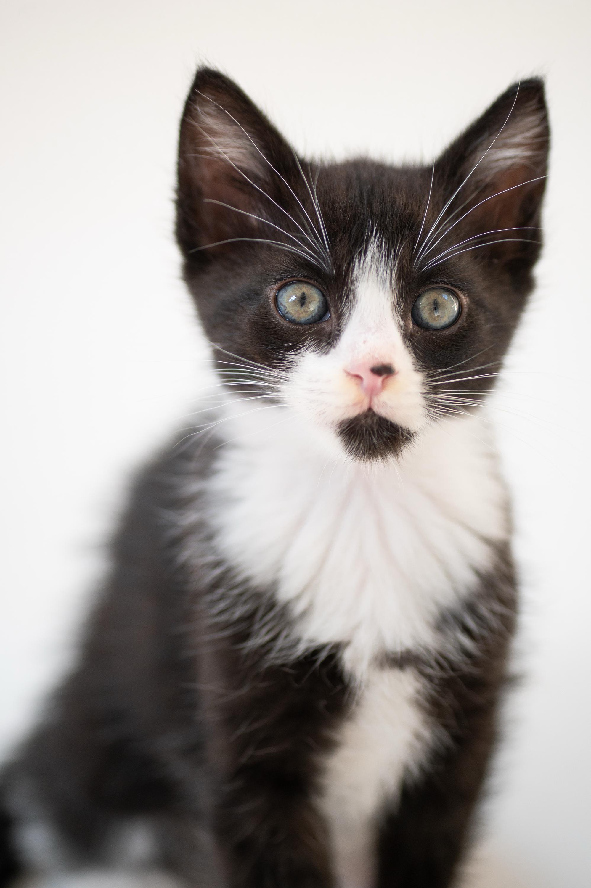 Apple Fritter and Johnny Cake