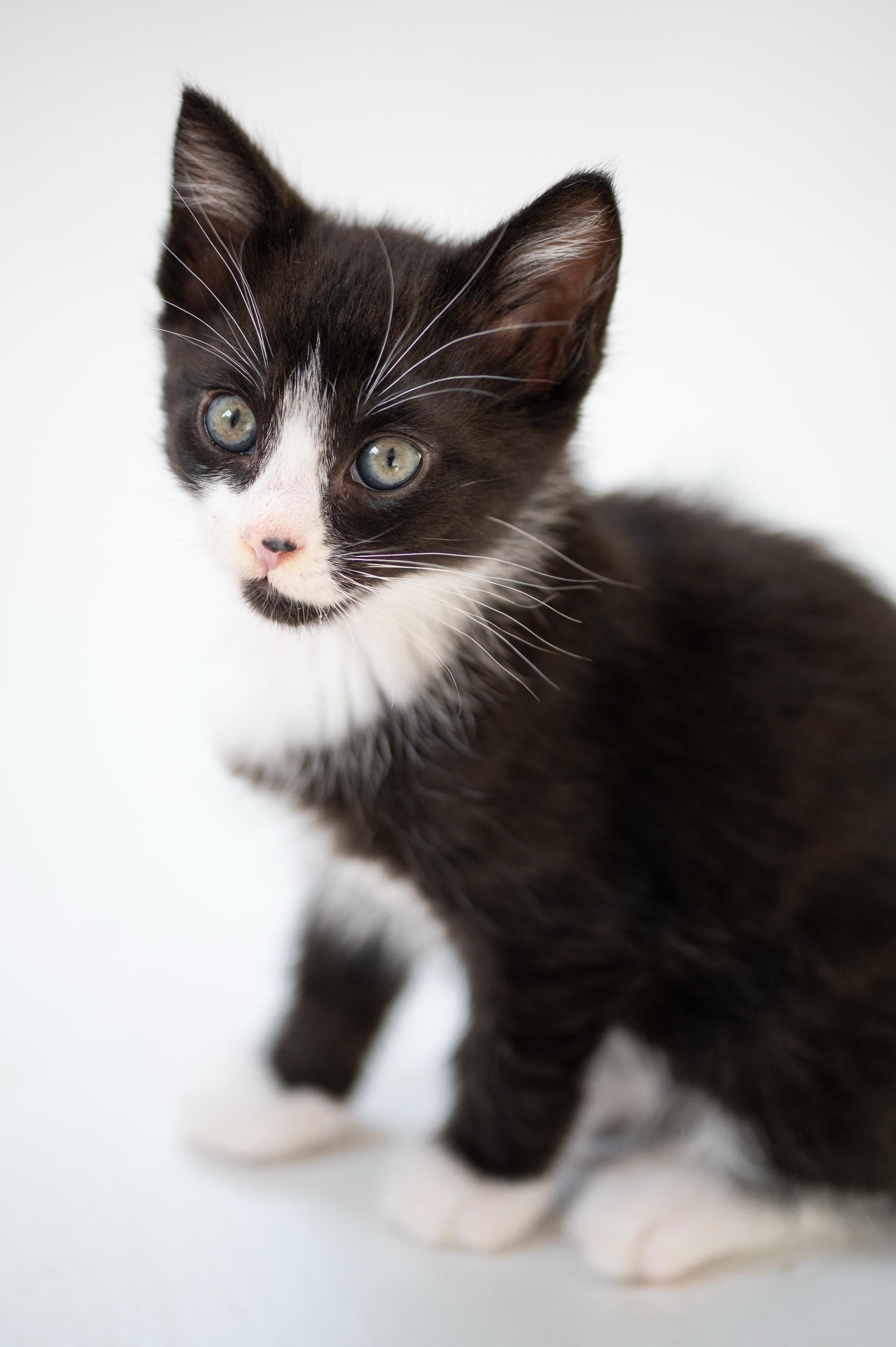Apple Fritter and Johnny Cake