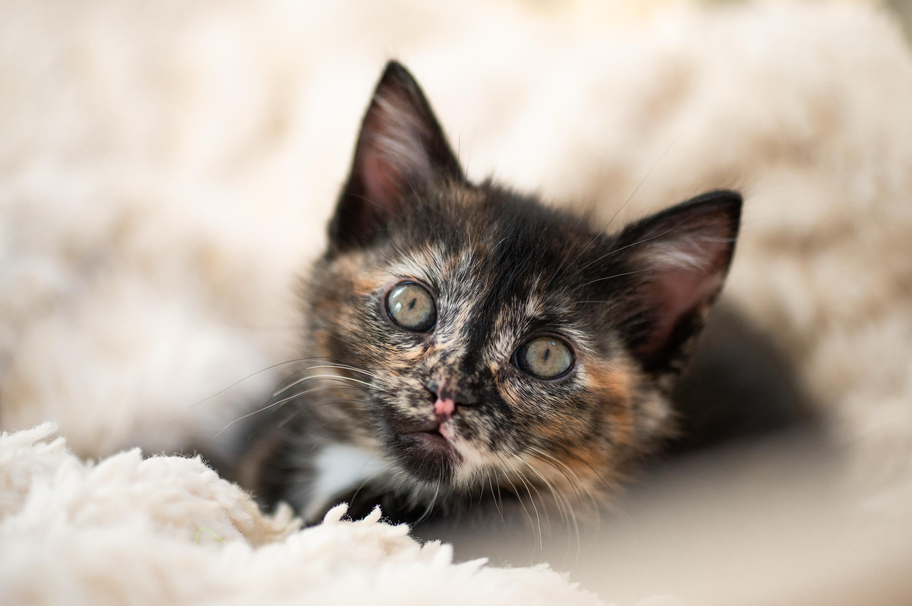 Apple Fritter and Johnny Cake