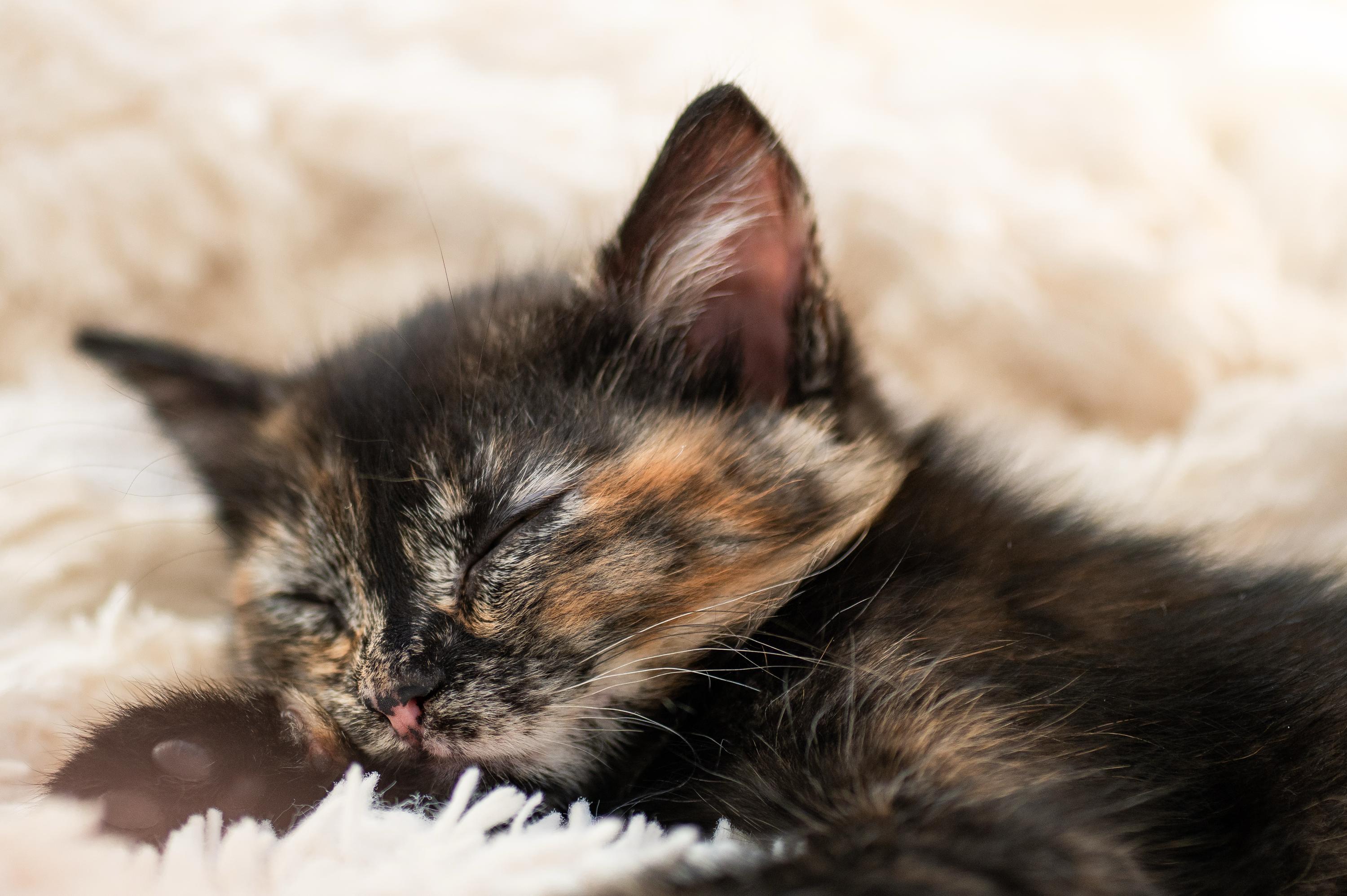 Apple Fritter and Johnny Cake