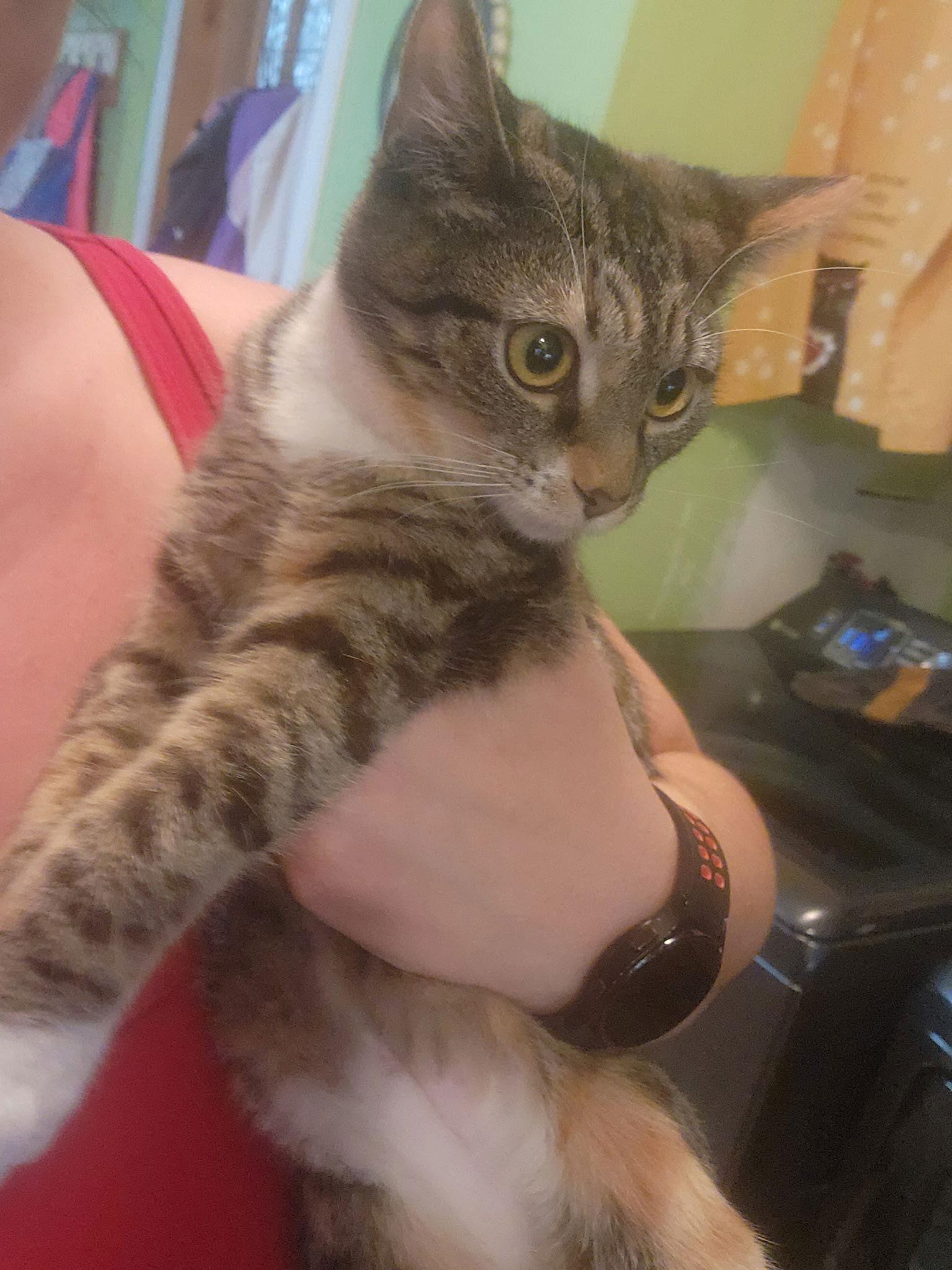 Juliette, Adoptable, Kitten Female Domestic Short Hair.