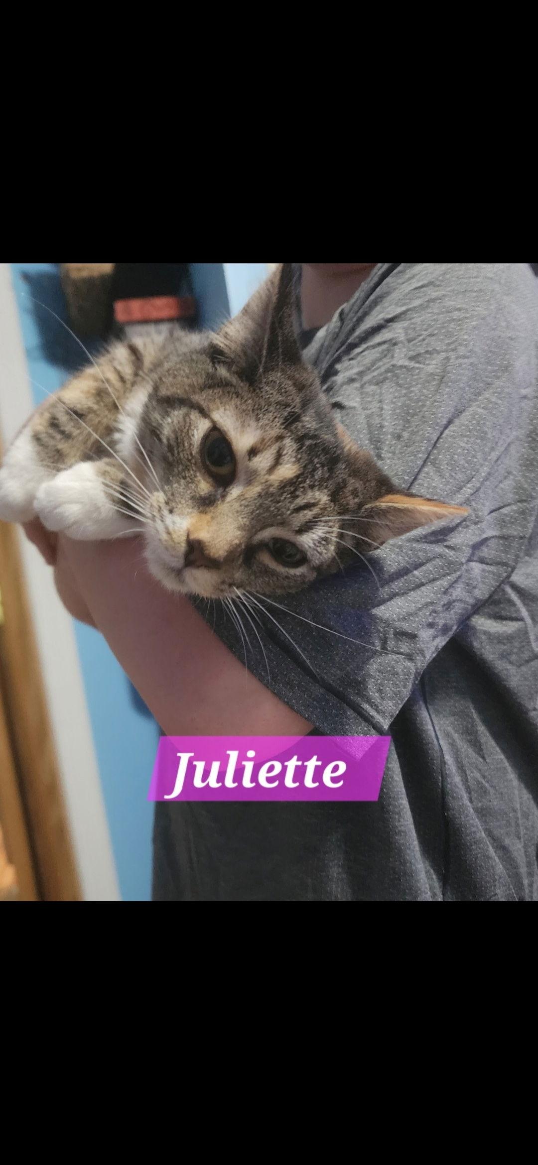 Juliette, a Adoptable Domestic Short Hair in Harrisburg, PA image 2/2