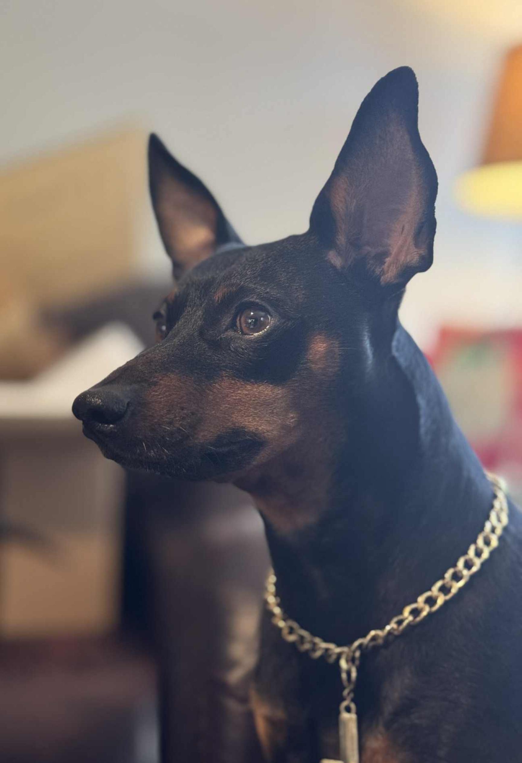 Loco, ADOPTABLE, Adult Male Miniature Pinscher.