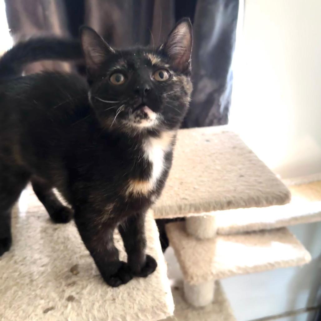 Enlarge Rain, a Adoptable Domestic Short Hair in Miami, FL image 2/6
