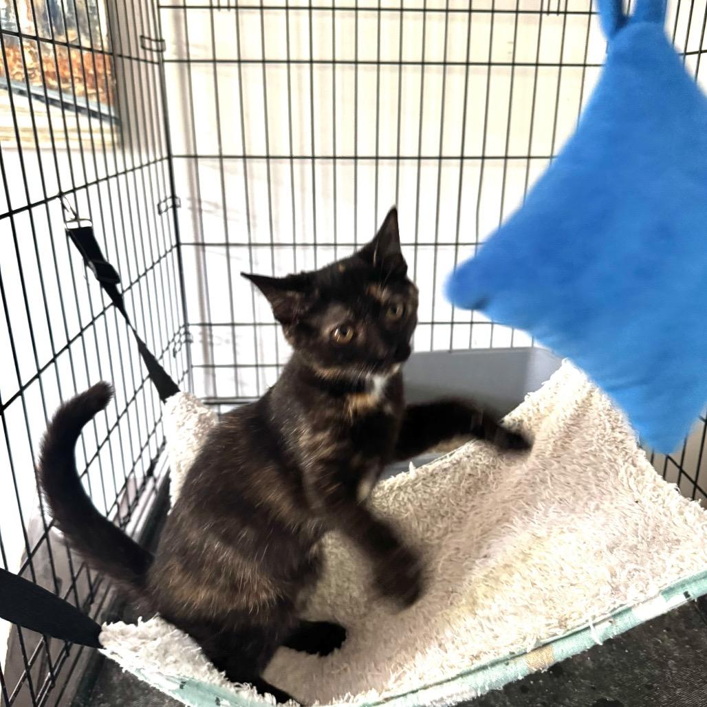 Enlarge Rain, a Adoptable Domestic Short Hair in Miami, FL image 3/6