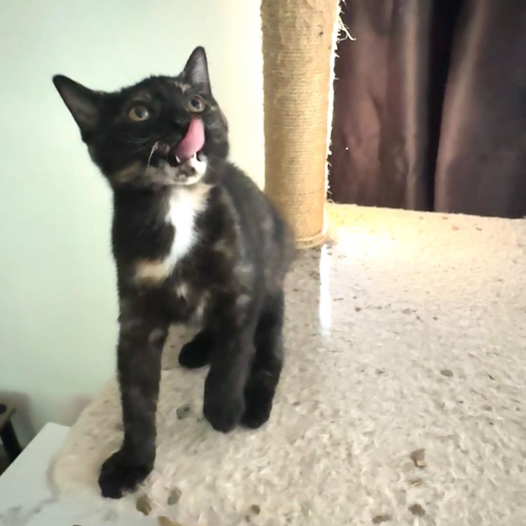 Enlarge Rain, a Adoptable Domestic Short Hair in Miami, FL image 4/6