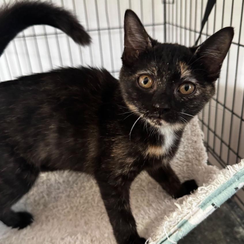 Enlarge Rain, a Adoptable Domestic Short Hair in Miami, FL image 5/6