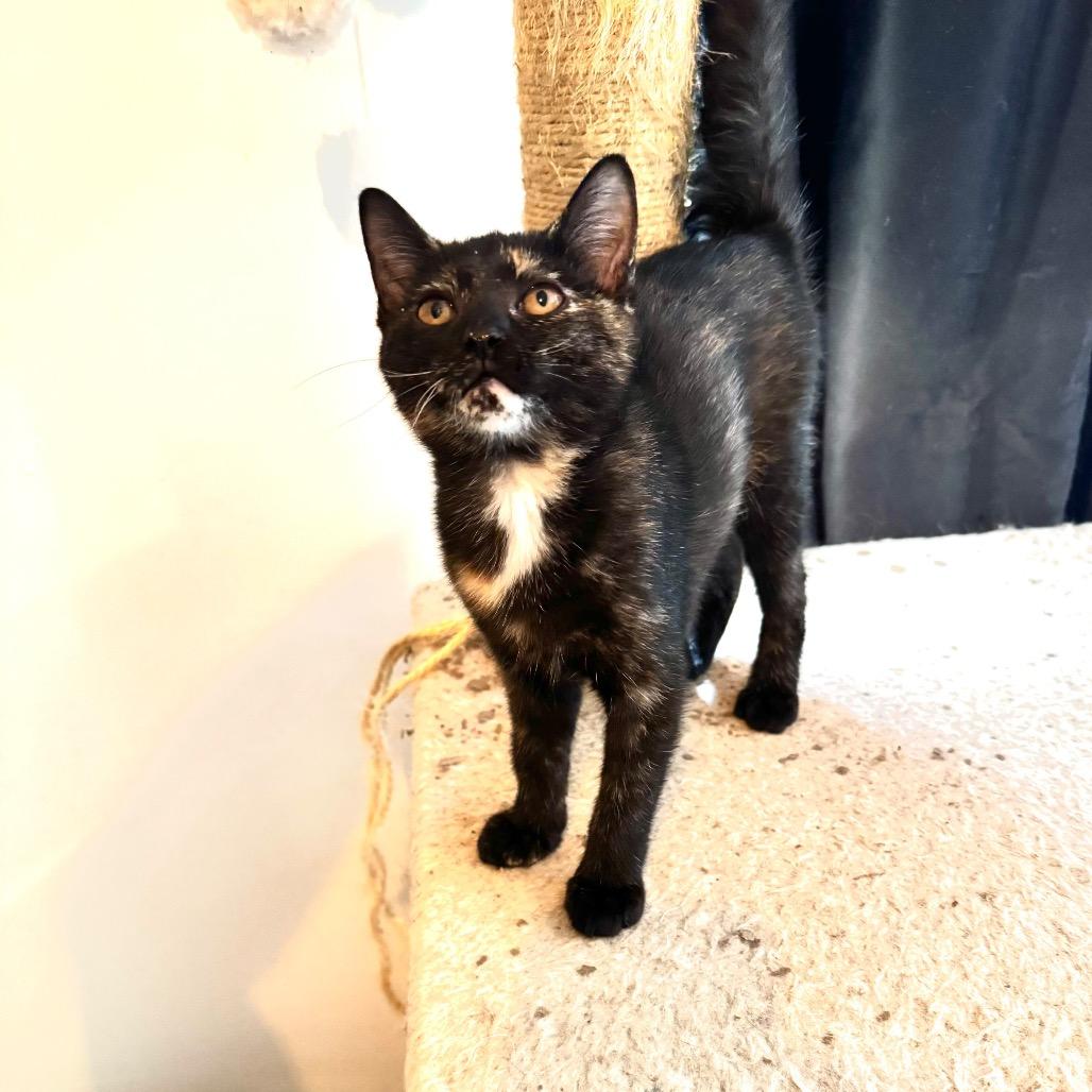 Enlarge Rain, a Adoptable Domestic Short Hair in Miami, FL image 6/6