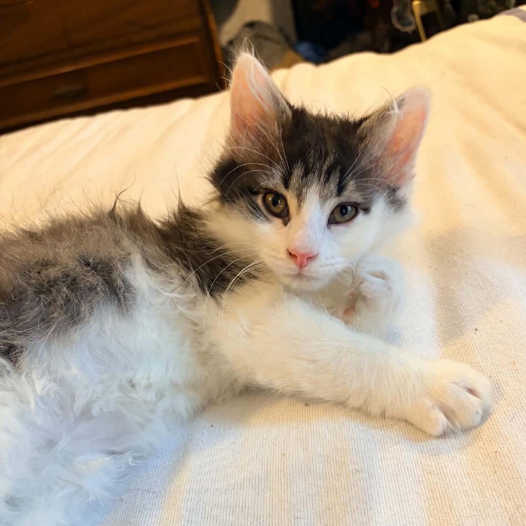 Enlarge Jackson, a Adoptable Domestic Long Hair in Prairie du Chien, WI image 1/3